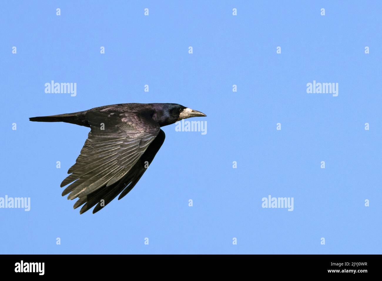 rook (Corvus frugilegus), im Flug, Niederlande, Frisia Stockfoto