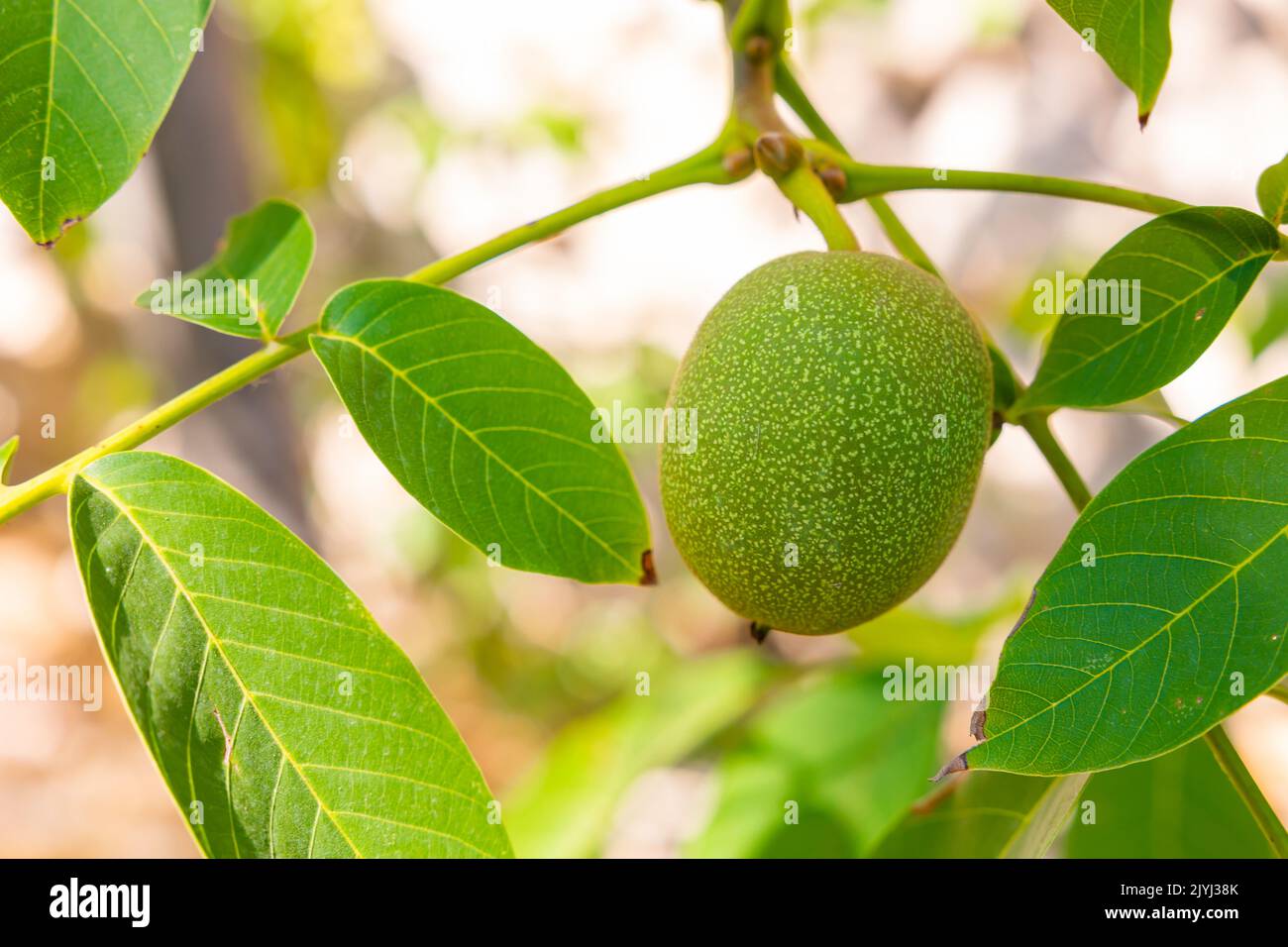 Walnussbaum. Eine rohe Walnuss auf dem Baum. Obst Produktion Hintergrundbild Stockfoto