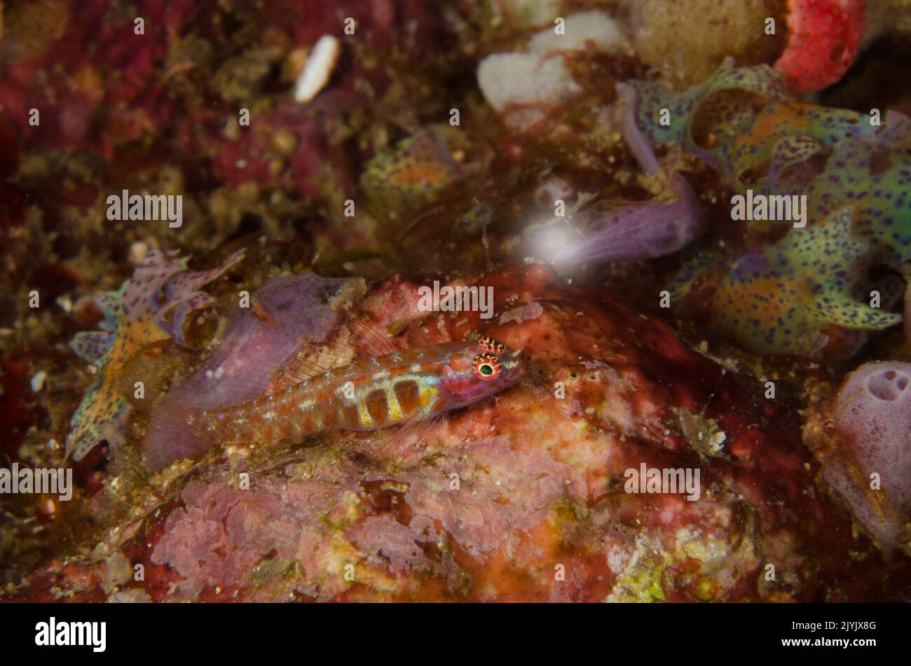 Eviota Pygmygoby, Melasma melasma, Lotidae, Anilao, Philippinen, Asien Stockfoto