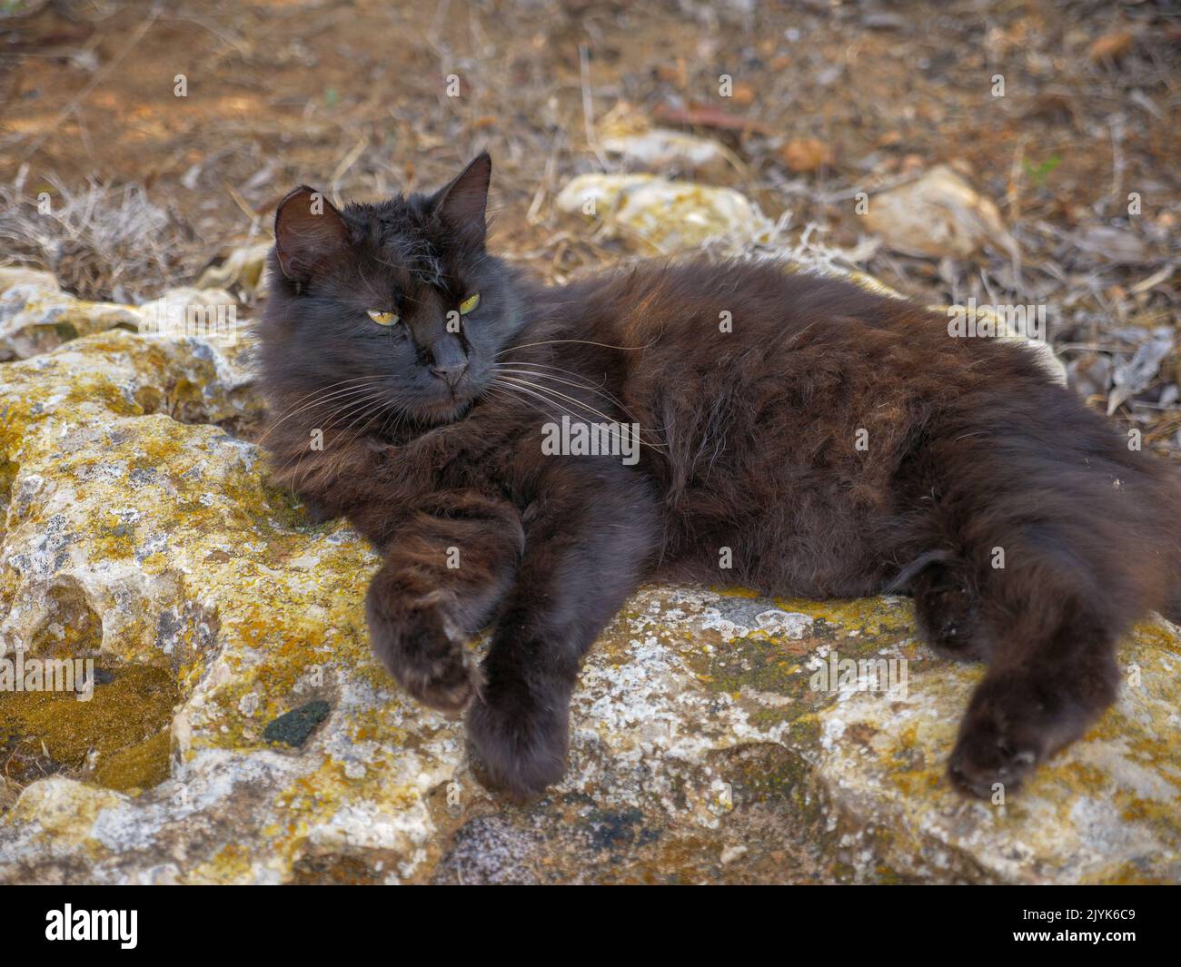 Die ungestammte, gestromte schwarze und braune flauschige langhaarige Katze mit schönen grünen Augen und langen Schnurrhaaren liegt ruhig auf moosigem Felsen nahe dem Mittelmeer Stockfoto