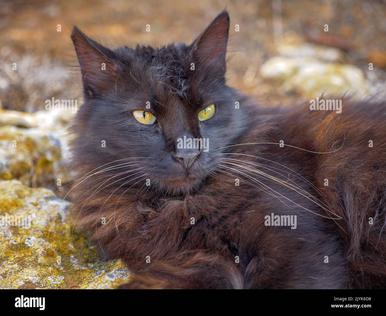 Die ungestammte, gestromte schwarze und braune flauschige langhaarige Katze mit schönen grünen Augen und langen Schnurrhaaren liegt ruhig auf moosigem Felsen nahe dem Mittelmeer Stockfoto