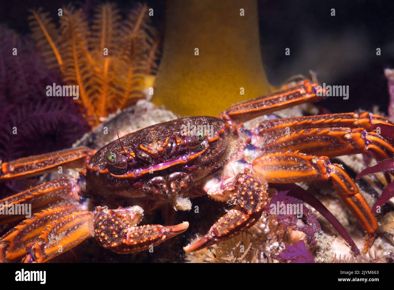 Nahaufnahme einer Cape Rock Crab (Plagusia chabrus) mit Blick auf die Kamera unter Wasser Stockfoto
