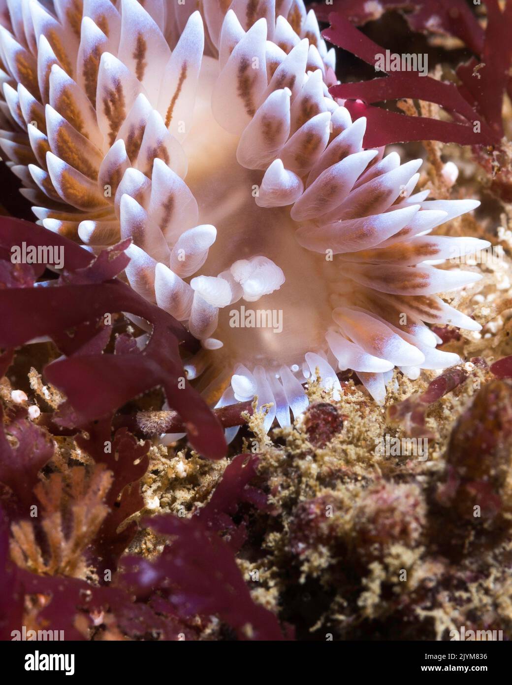 Nahaufnahme einer Cape-Silberspitze-Nudibranch (Janolus capensis) mit einem durchscheinenden Körper, der mit Cerata mit weißen Spitzen bedeckt ist Stockfoto