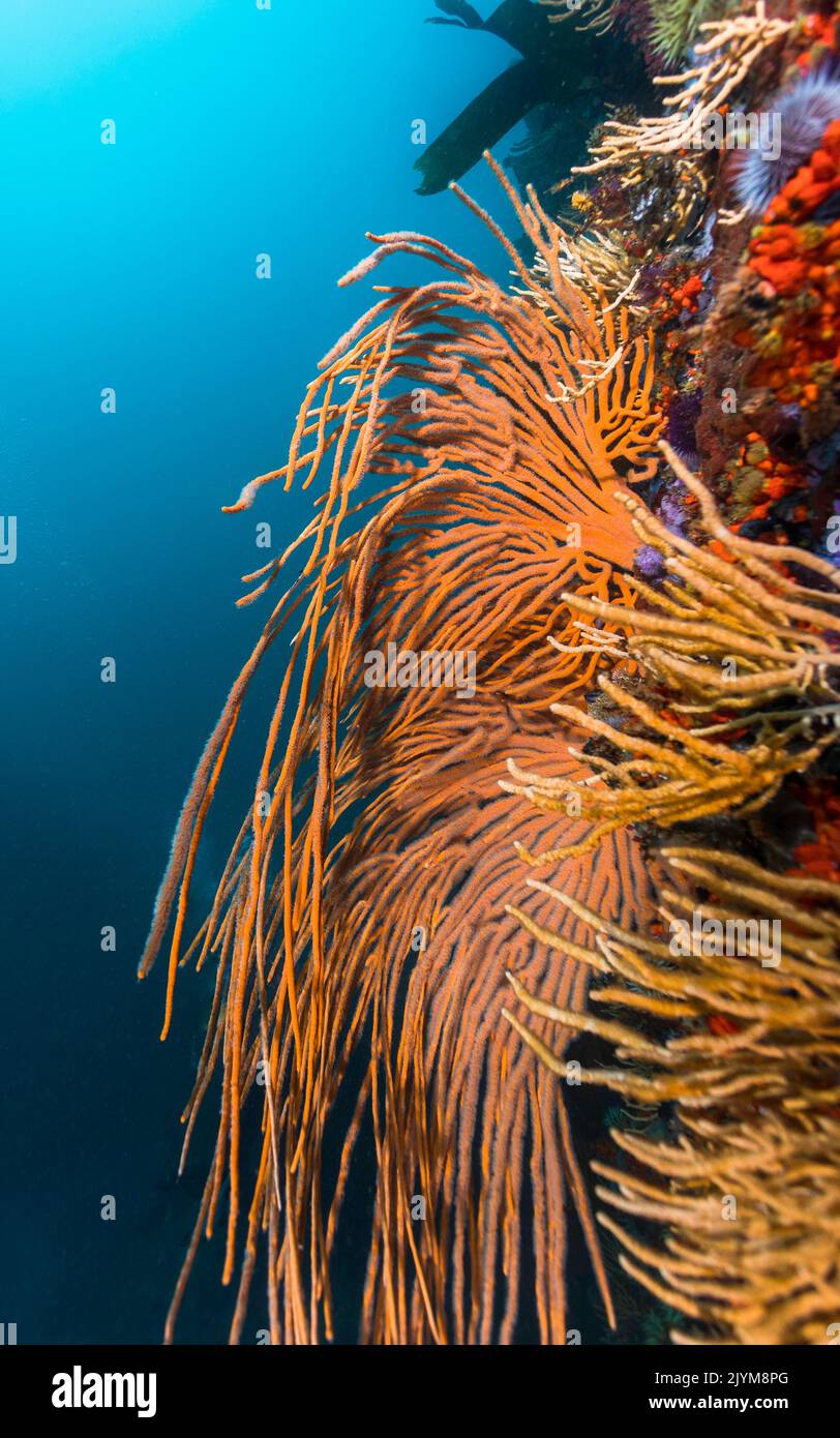 Große orangene Flagellar-Seefans oder Whip-Fans (Eunicella albicans) wachsen an der Wand eines Riffs mit ihren Zweigen, die unter Wasser hängen Stockfoto