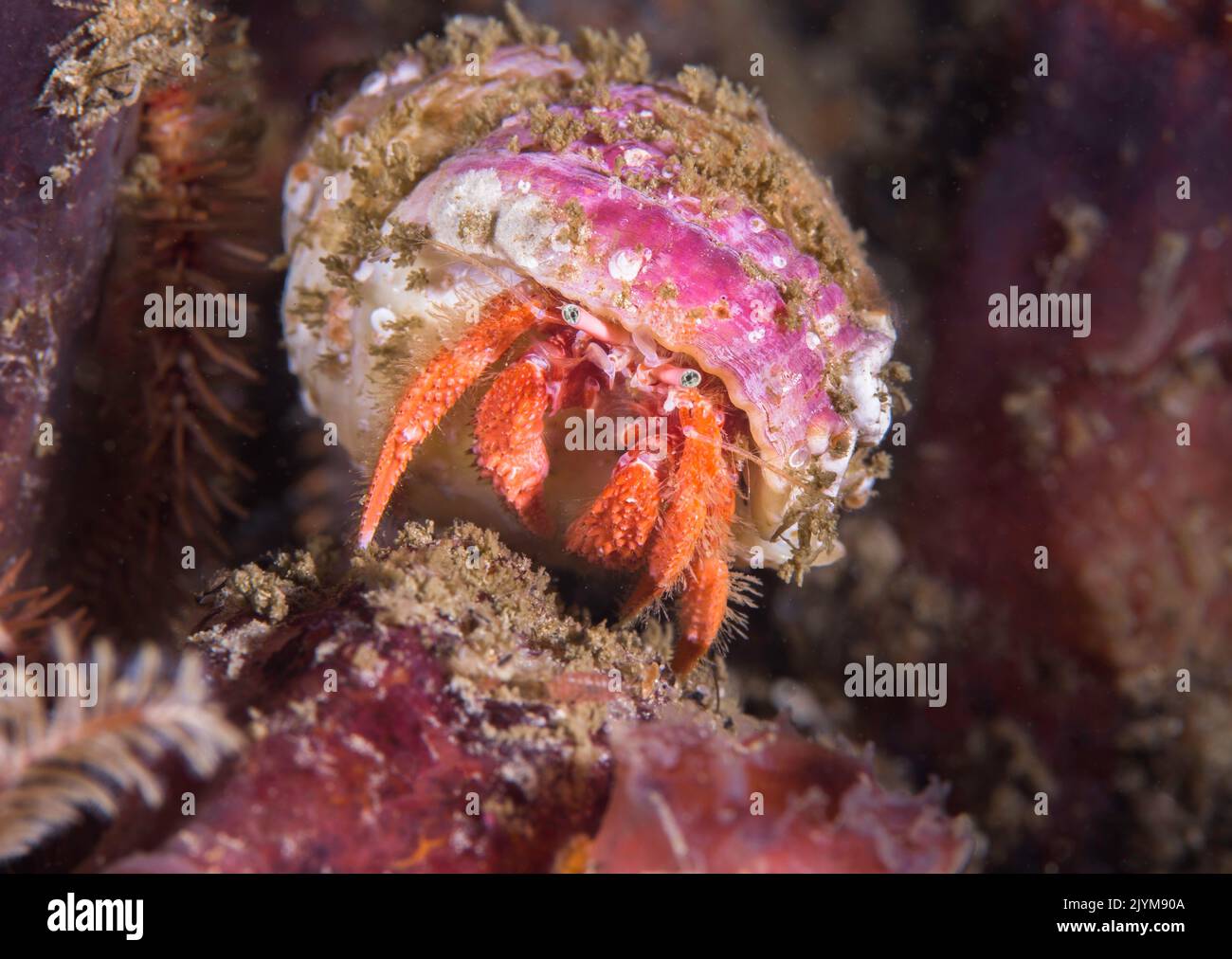 Makro einer rosa Einsiedlerkrebe (Paguristes gamianus) mit Blick auf die Kamera unter Wasser Stockfoto