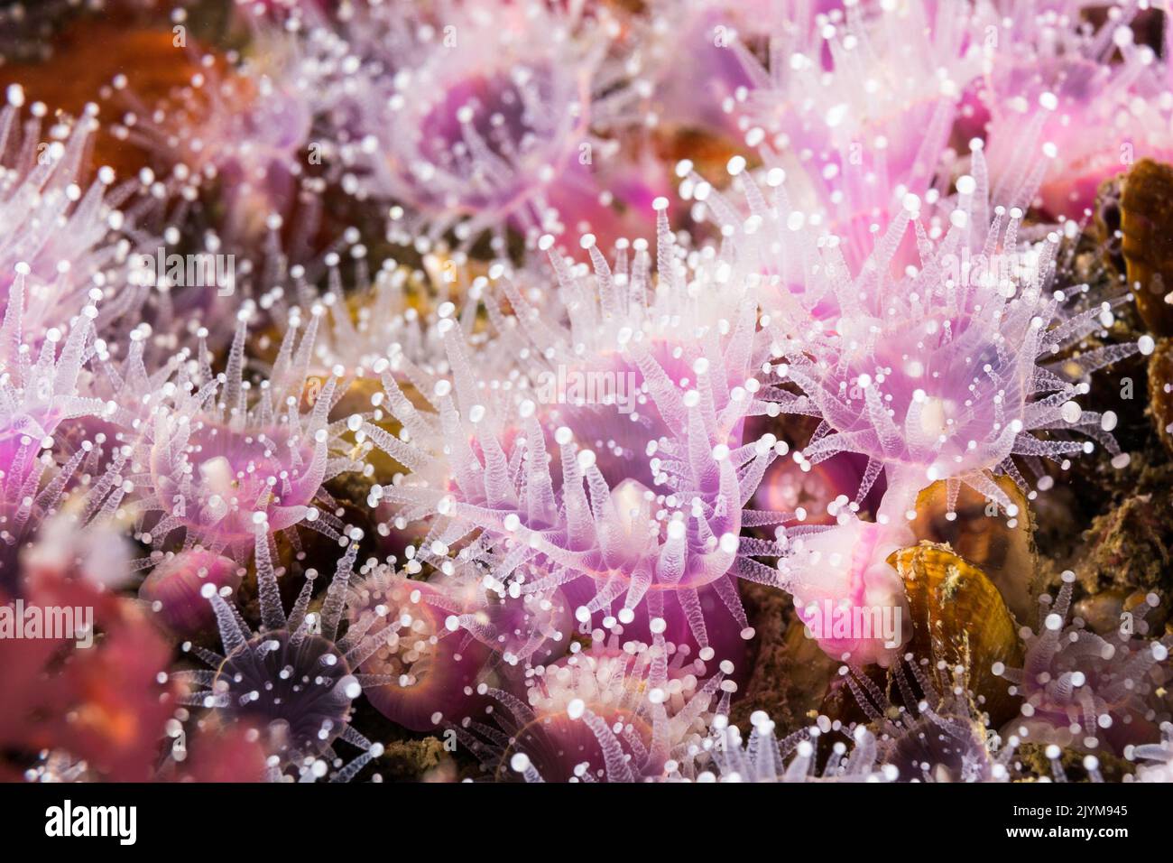 Makro der schönen kleinen rosa Erdbeeranemonen (Actinia fragacea) Stockfoto
