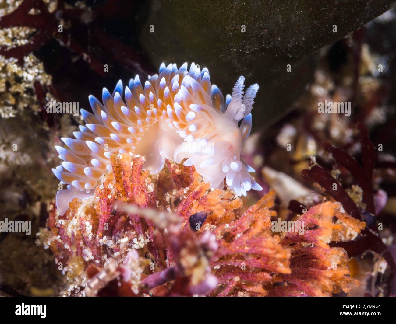 Seitenansicht eines Cape Silberspitze-Nudibrans (Janolus capensis) mit durchscheinendem Körper, der mit Cerata mit weißen Spitzen bedeckt ist Stockfoto