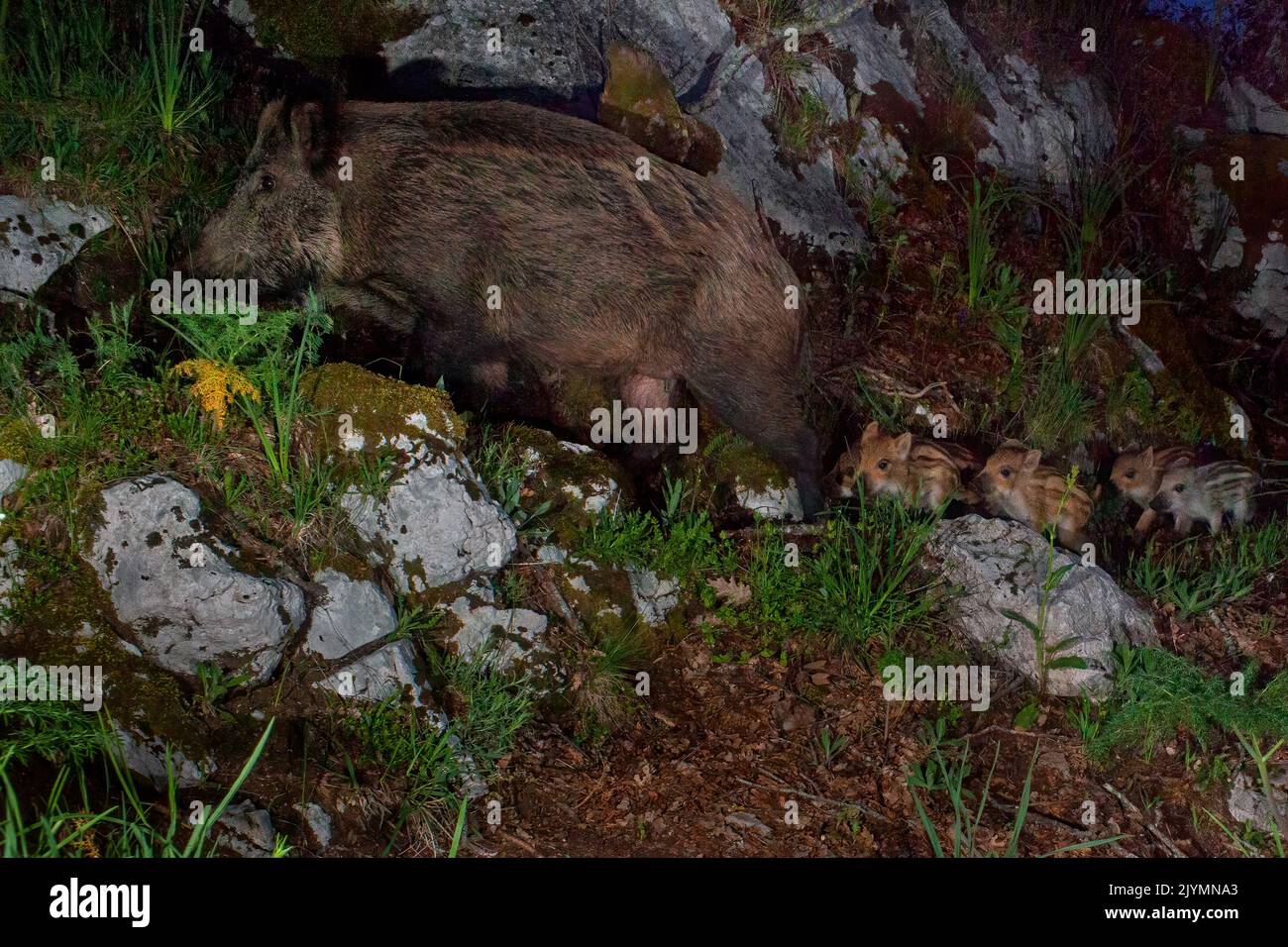 Wildschwein (Sus scrofa), erwachsenes Weibchen, gefolgt von fünf Jungen, Kampanien, Italien Stockfoto