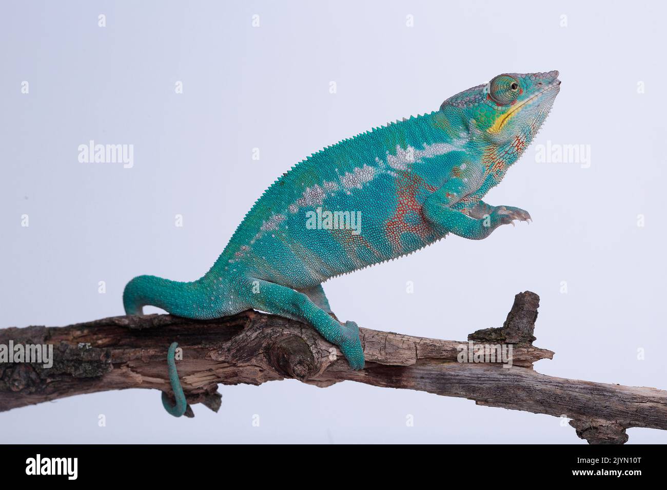 Panther Chameleon (Furcifer pardalis) steht auf seinen Hinterbeinen auf weißem Hintergrund Stockfoto