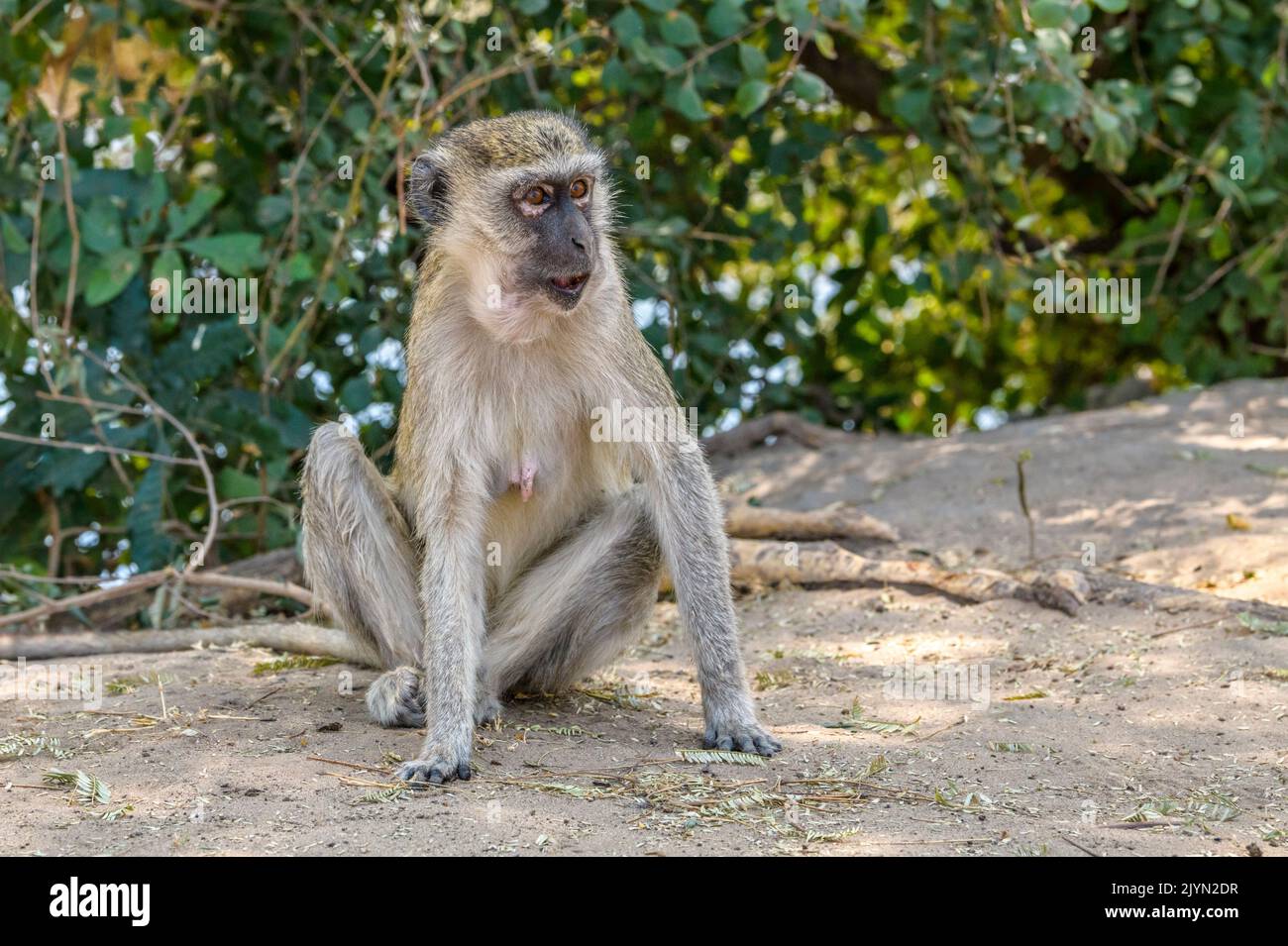 Afrika - Vervet Affe im Chobe National Park, Kasane, Botswana Stockfoto