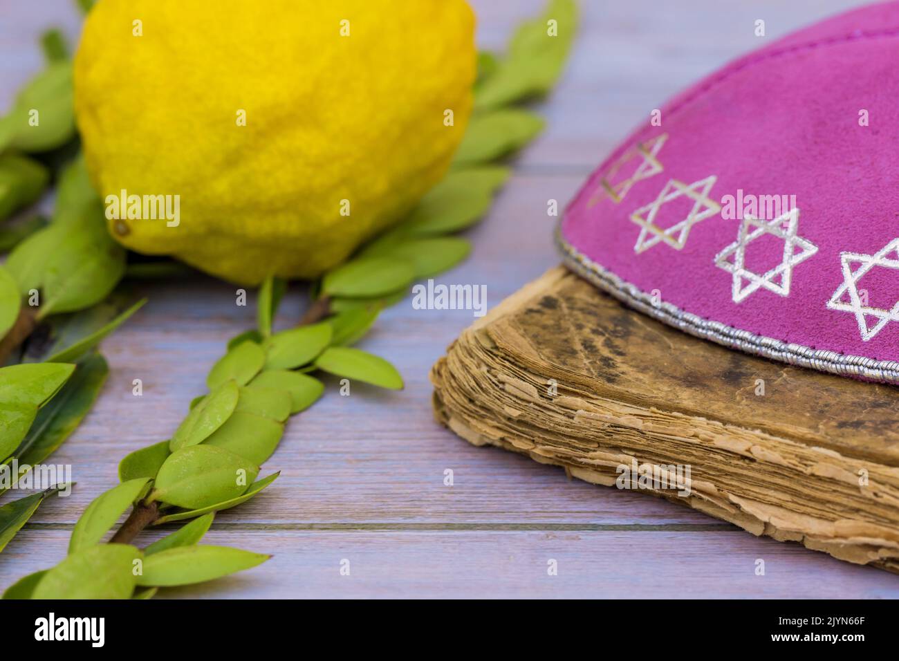 Sukkot ist ein jüdischer Feiertag, der mit dem Laubhüttenfest mit den rituellen Zitrusfrüchten des Ätrog als Teil seiner Symbolik gefeiert wird Stockfoto