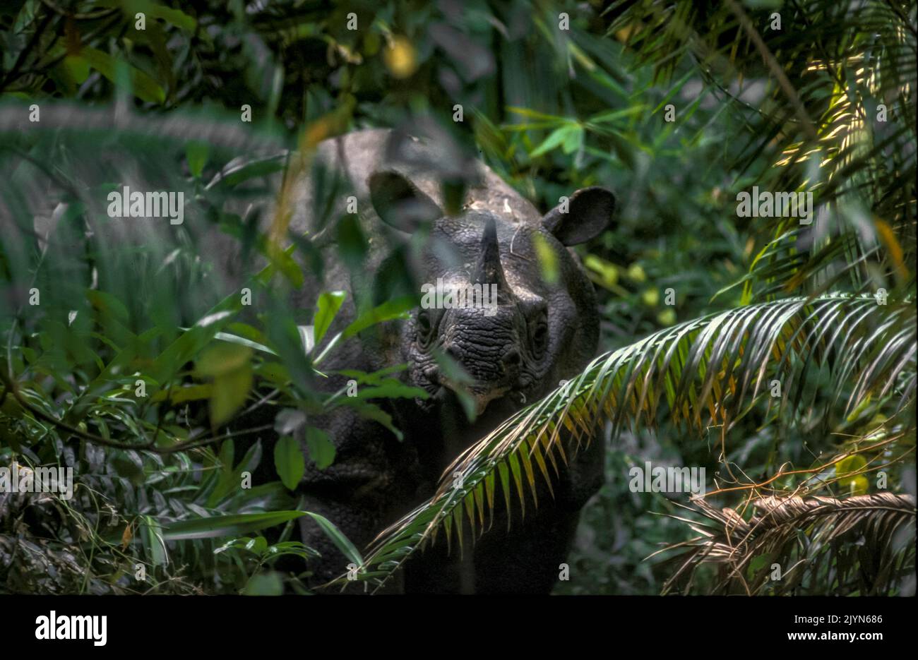 Rhinoceros sondaicus -Fotos und -Bildmaterial in hoher Auflösung – Alamy