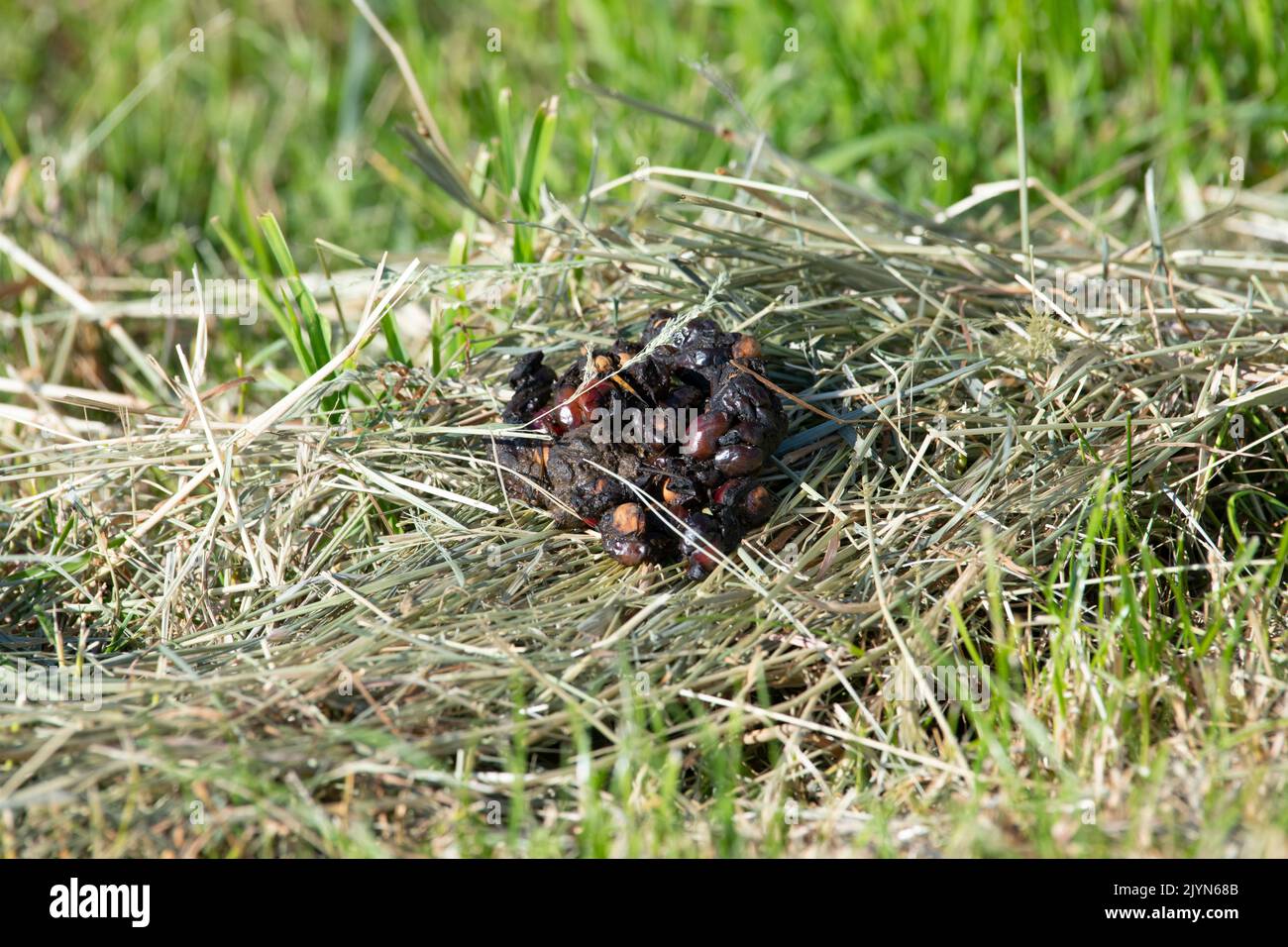 Marder track -Fotos und -Bildmaterial in hoher Auflösung – Alamy