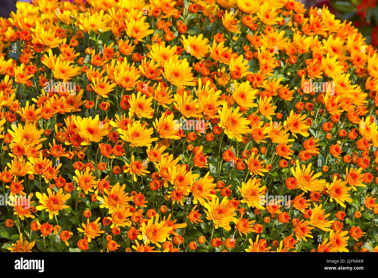 Gelb-orange Chrysanthemen Stockfoto