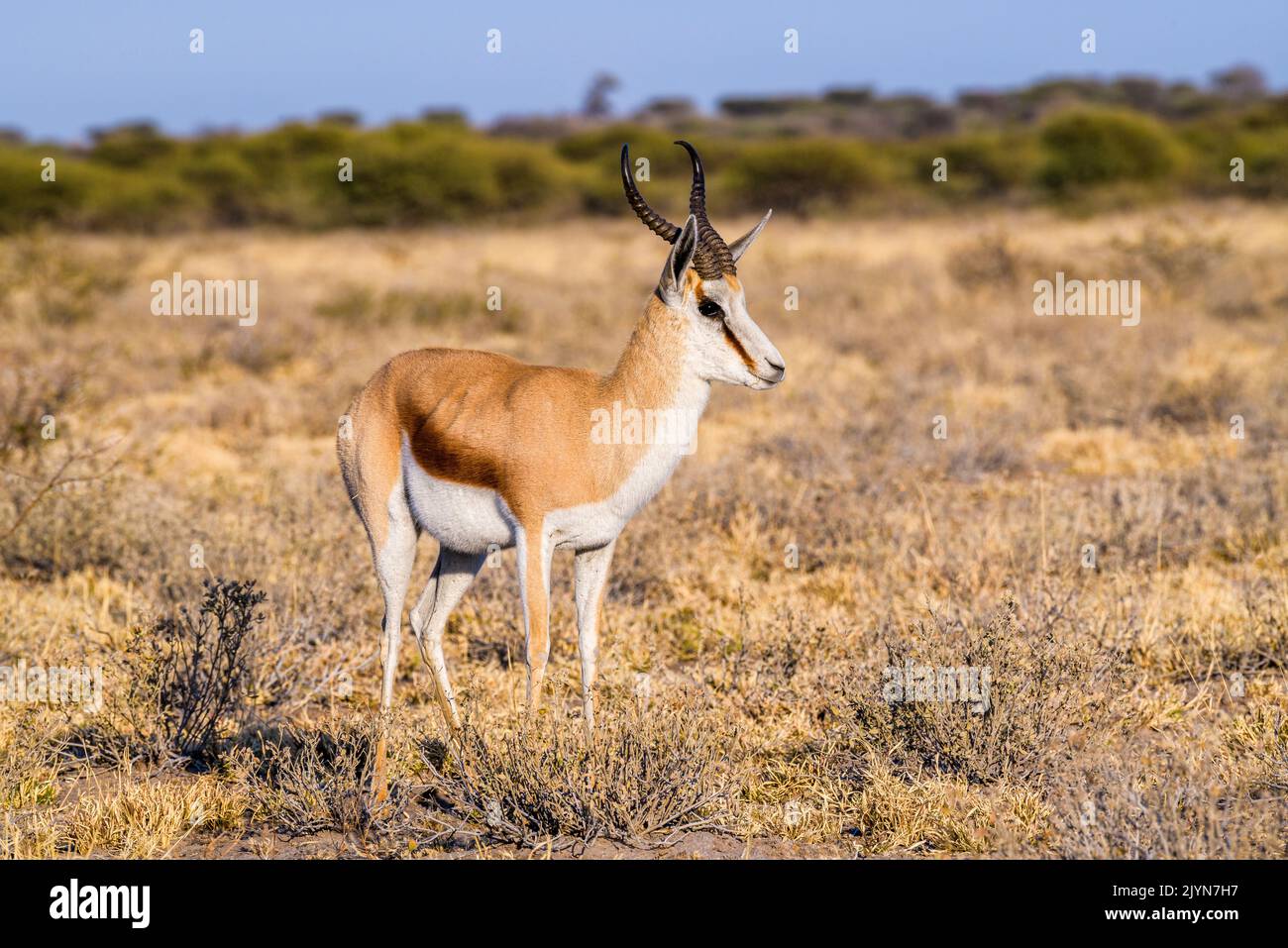 Seitenansicht von Springbok, Central Kalahari Game Reserve, Rakops, Botswana, Afrika Stockfoto