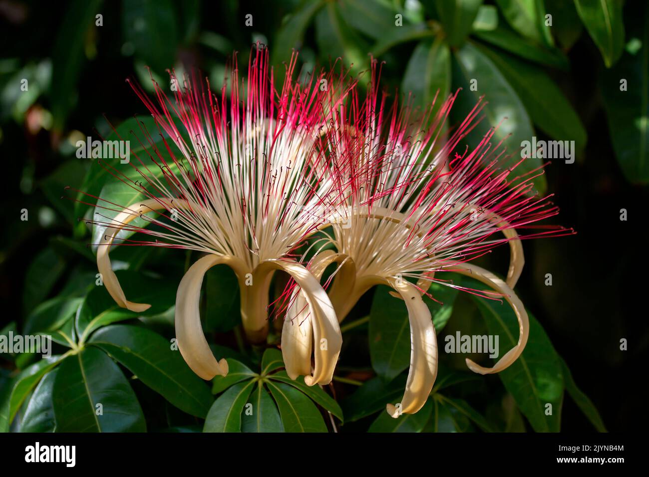 Malabar Chesnut (Pachira aquatica) blüht, Maranhao, Brasilien Stockfoto