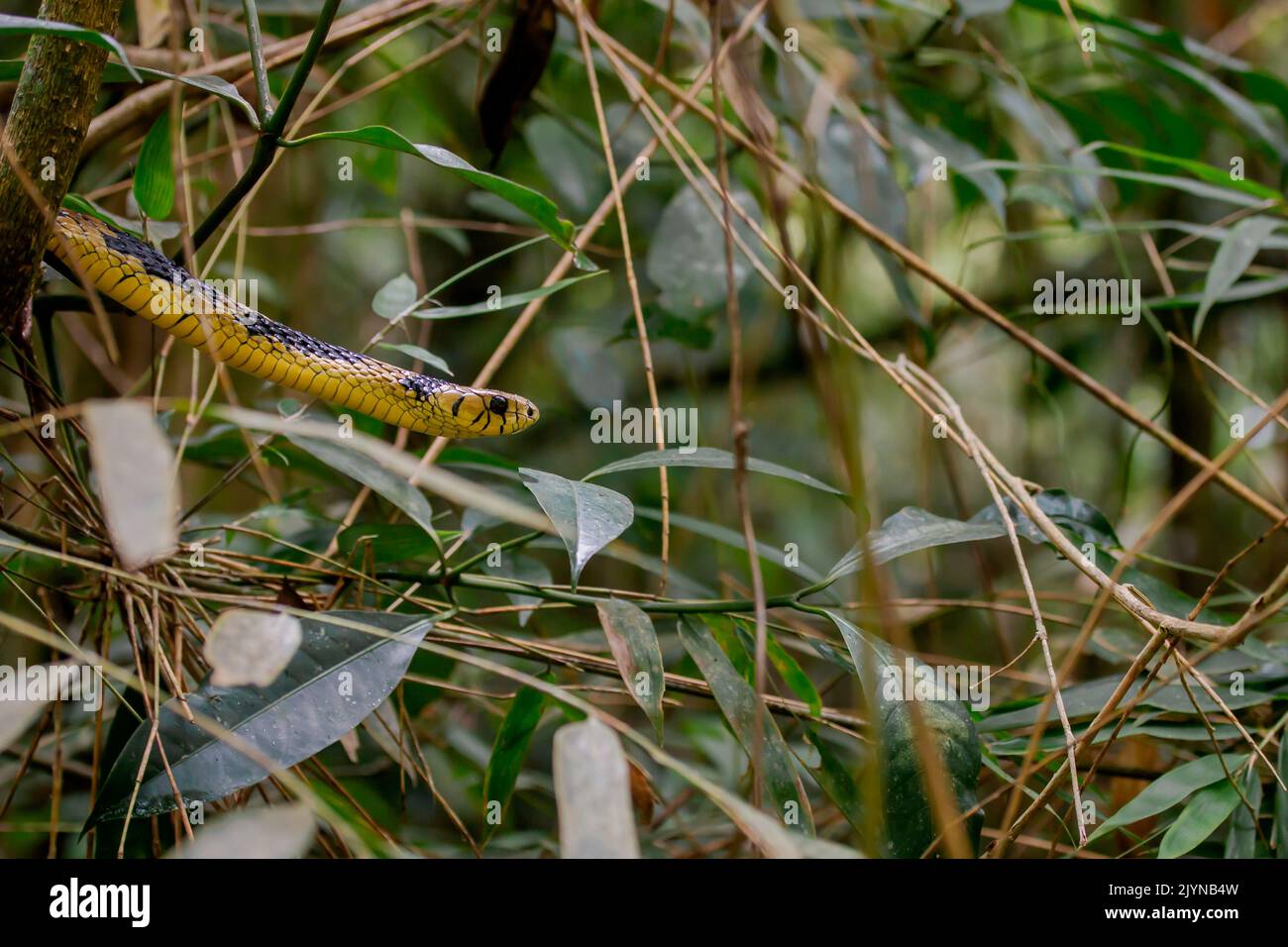 Caninana (Spilotes pullatus), Atlantischer Wald, Ilhabela, Bundesstaat Sao Paulo, Brasilien Stockfoto