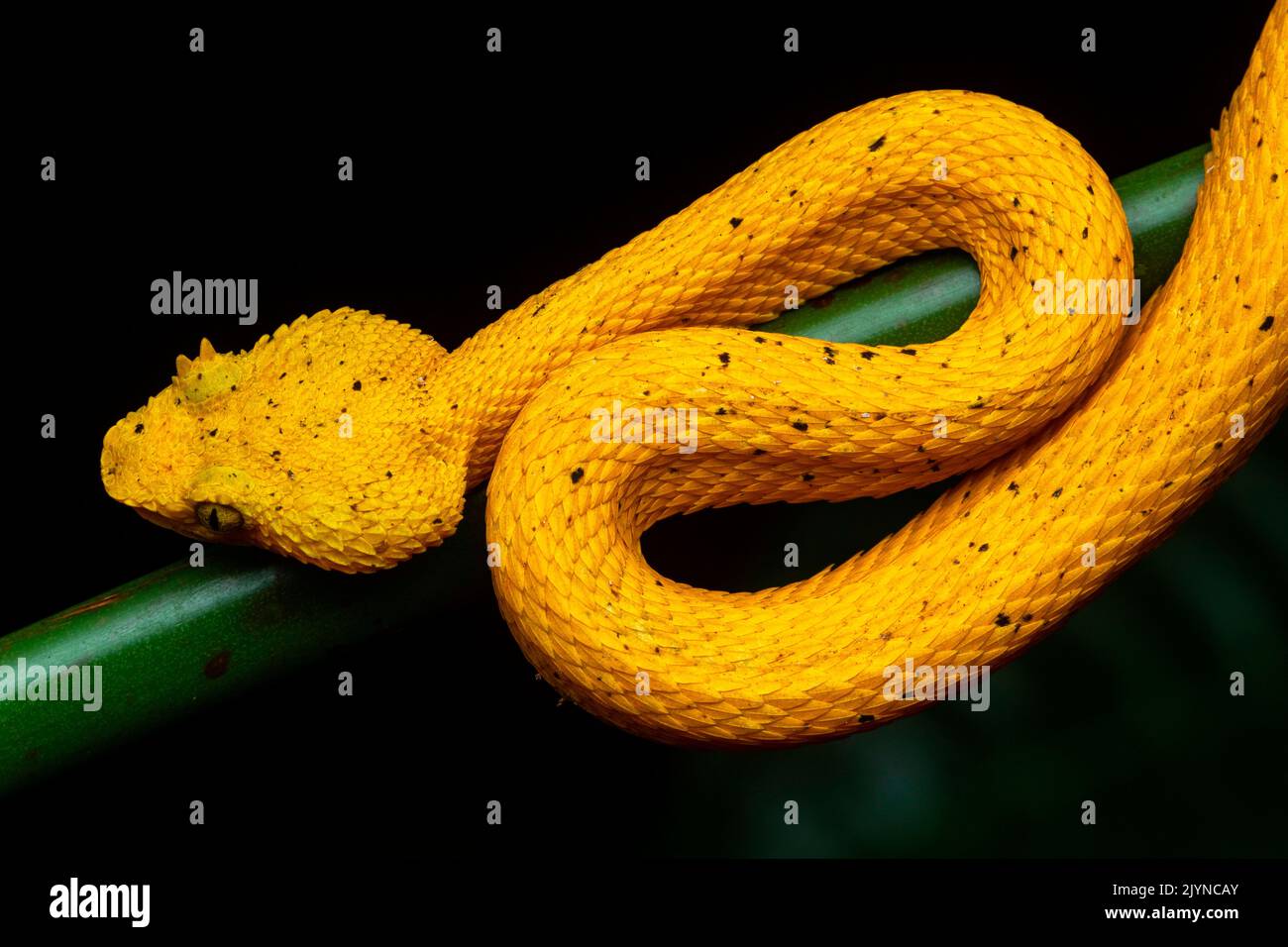 Wimpern-Viper (Bothriechis schlegelii) in situ, gelbe Form, Manzanillo, Costa Rica Stockfoto