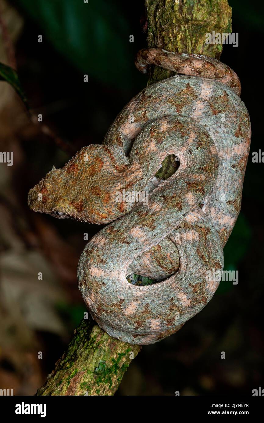 Wimpern-Viper (Bothriechis schlegelii) in situ, Manzanillo, Costa Rica Stockfoto