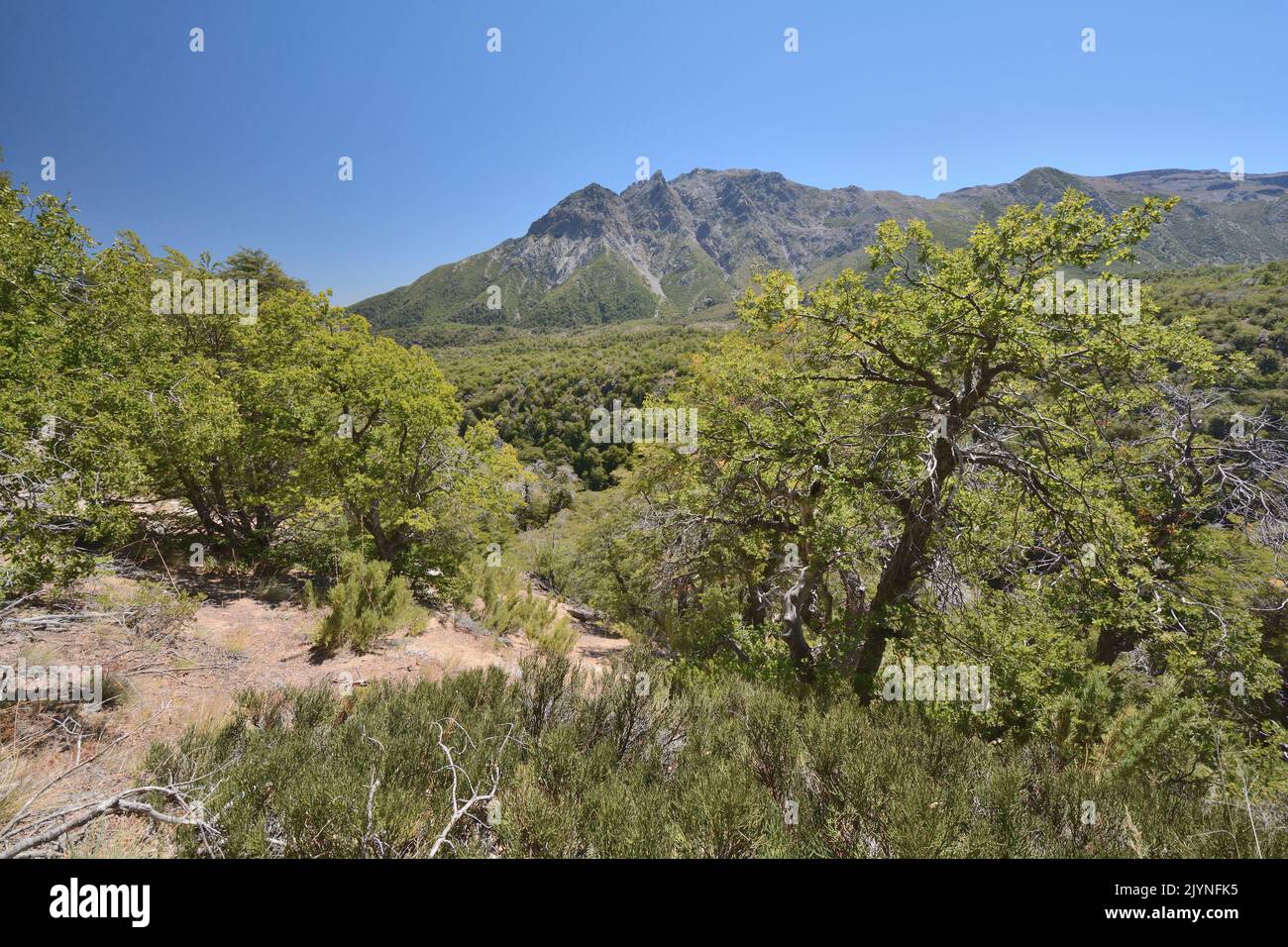 Nationalpark Altos de Lircay, Nothofagus-Wald, Anden, Maule-Region, Chile Stockfoto
