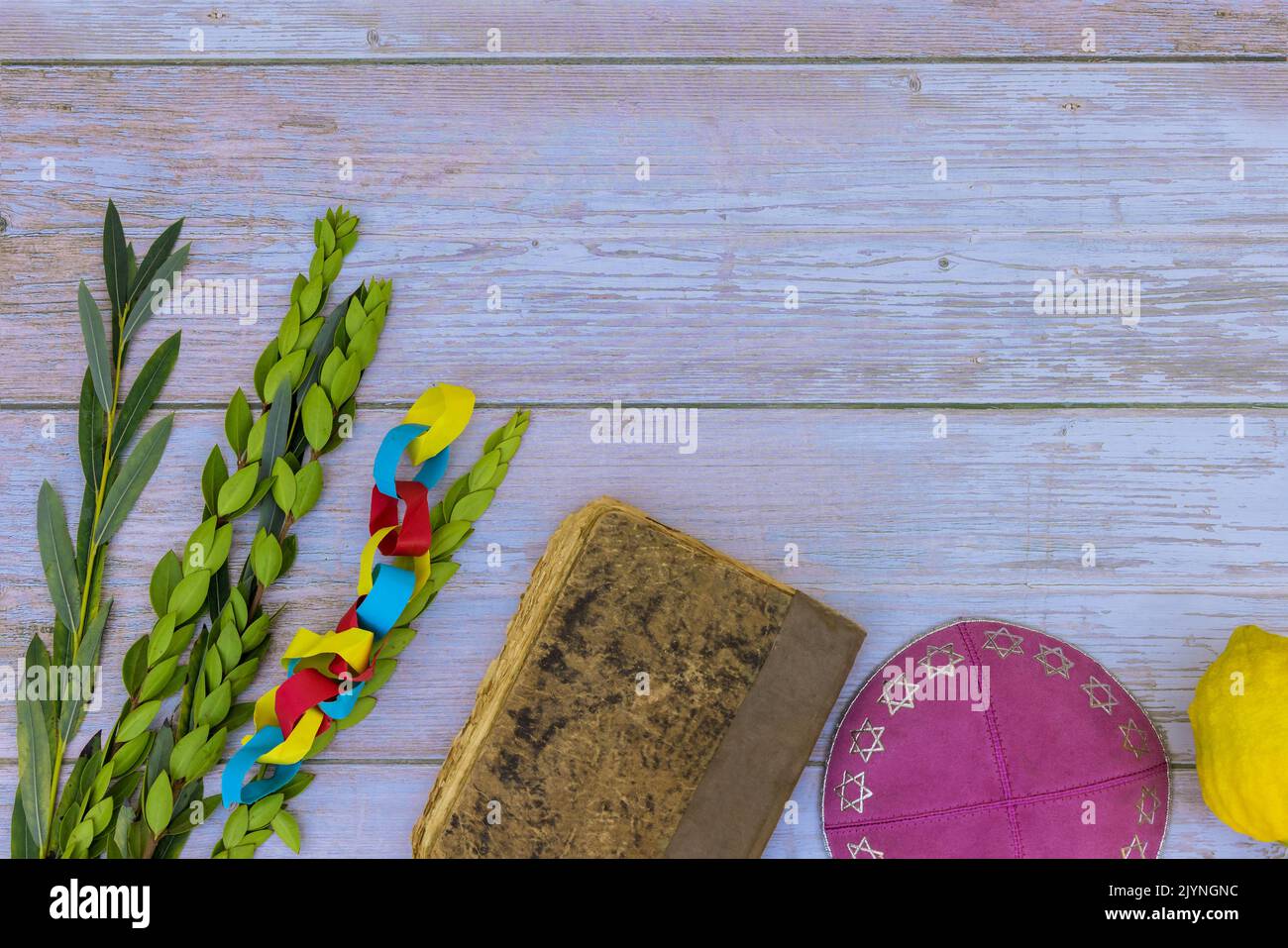 Die Vorbereitung des Laubhüttenfestes gipfelt mit der Verwendung der Etrog-Frucht als symbolische Frucht für den jüdischen Feiertag von Sukkot Stockfoto