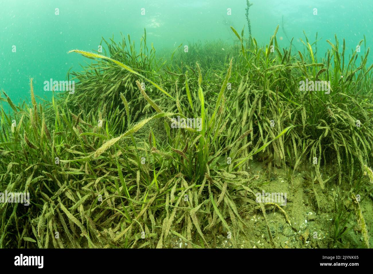 (Vallisneria spiralis) SüßwasserWasserpflanze, gemeinhin als Aalgras