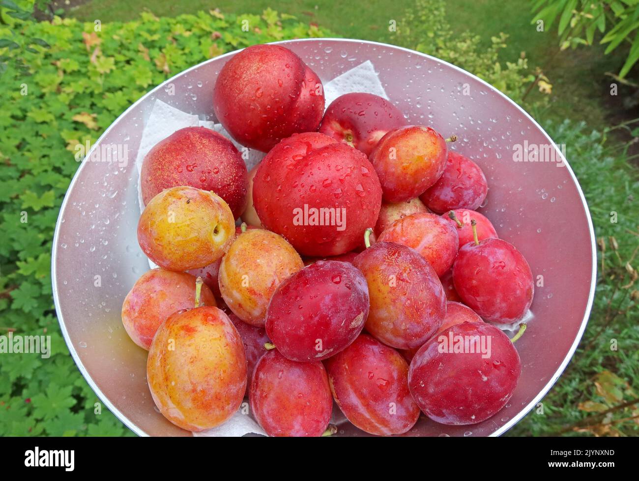 Schüssel mit gepflückten Obstbäumen aus einer Obstplantage - Pflaumen und Nektarinen, Cheshire, England, Großbritannien Stockfoto