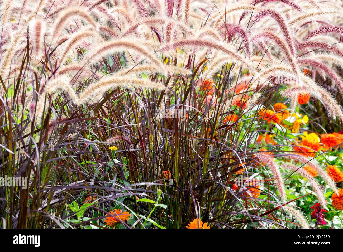 Lila Brunnengras, Cenchrus setaceus, Pennisetum setaceum rubrum, moderne Gartengräser Herbstgrenze endet im Sommer Stockfoto