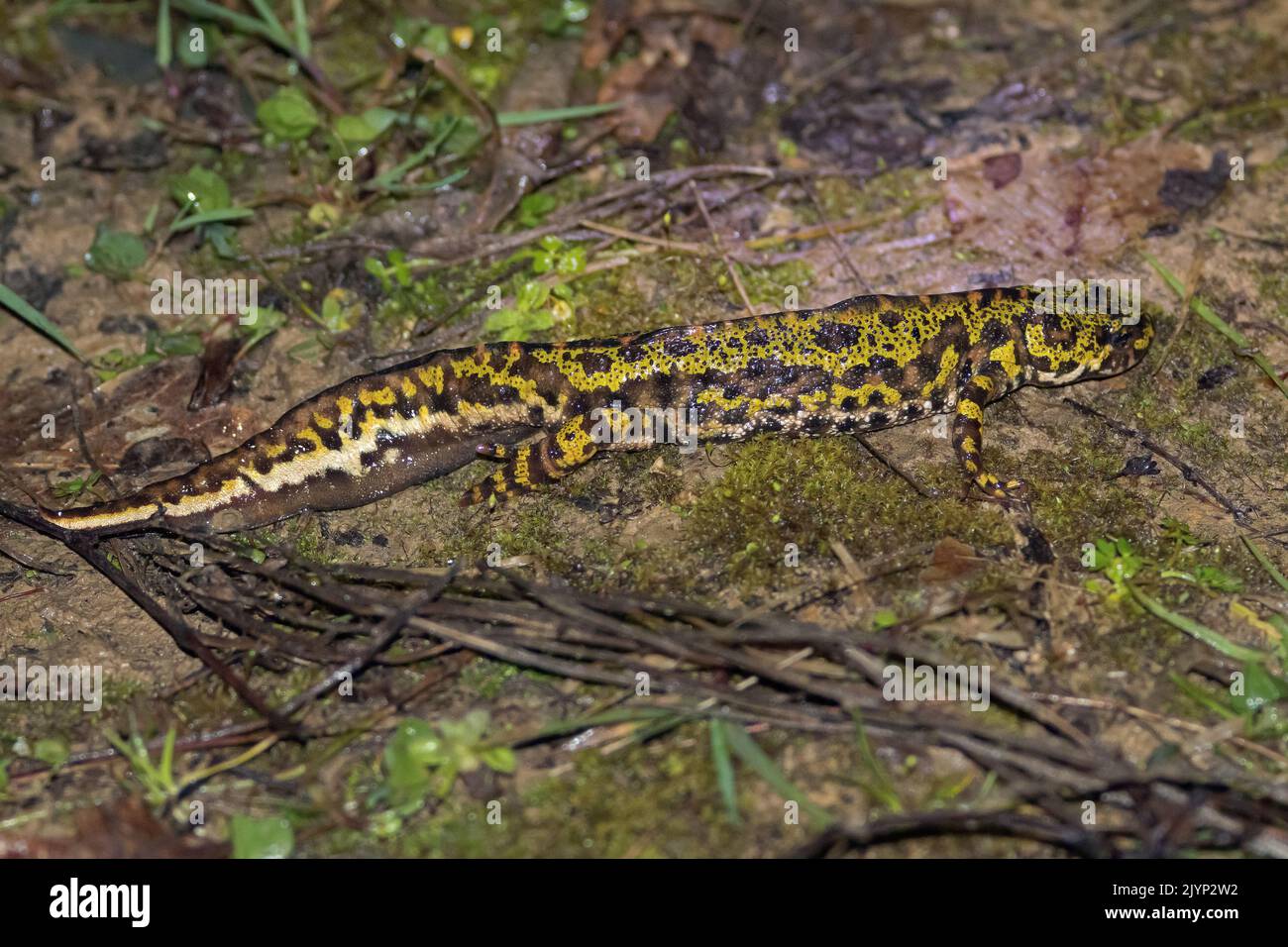 Salamandra variegata Fotos und Bildmaterial in hoher Auflösung Alamy