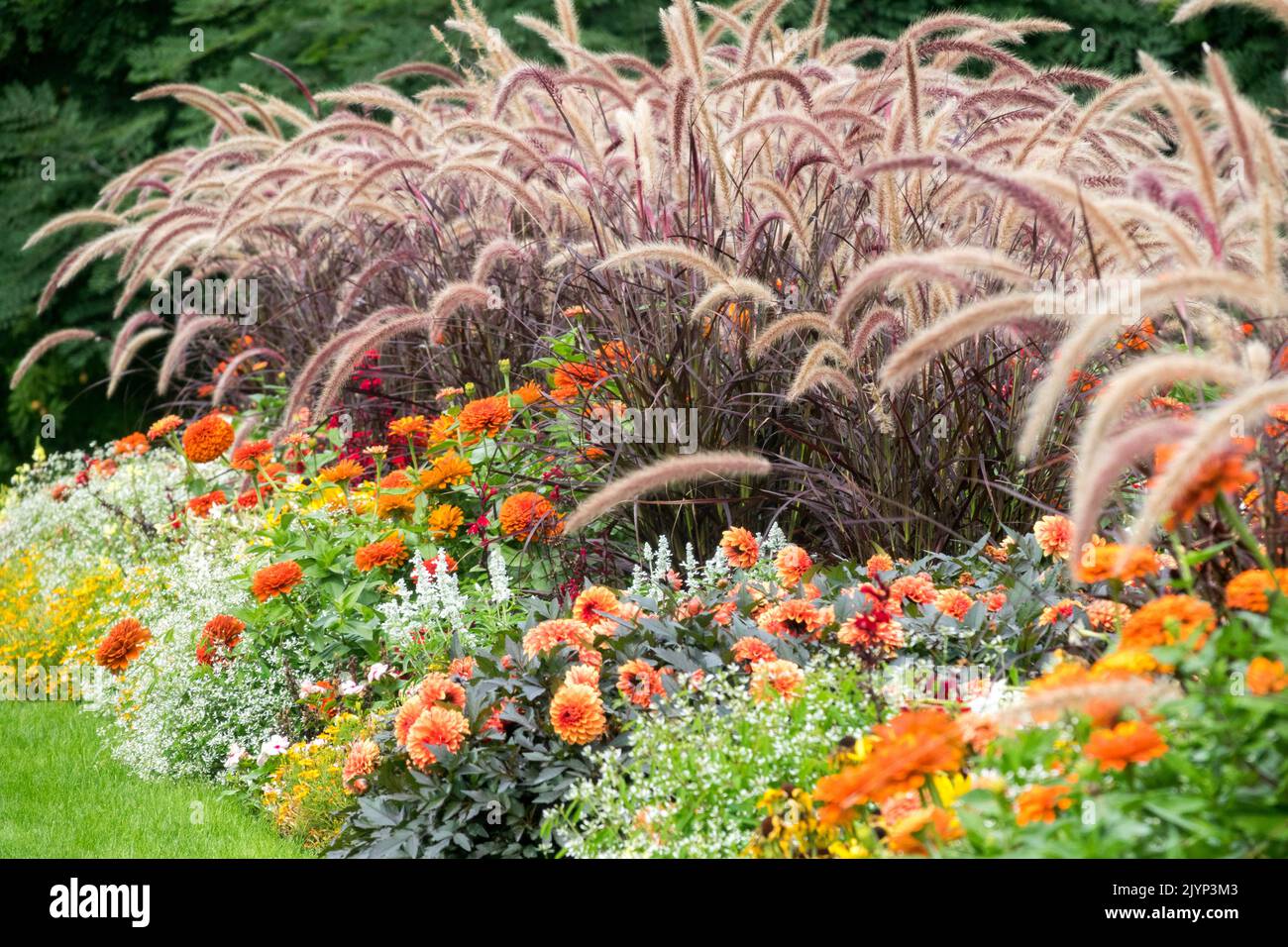 Landschaftlich gestaltete Blumen in einem Blumenbeet Moderne Gartengräser Pennisetum setaceum 'rubrum', Purple Fountain Grass, Zinnias und andere Bettpflanzen gemischt Stockfoto