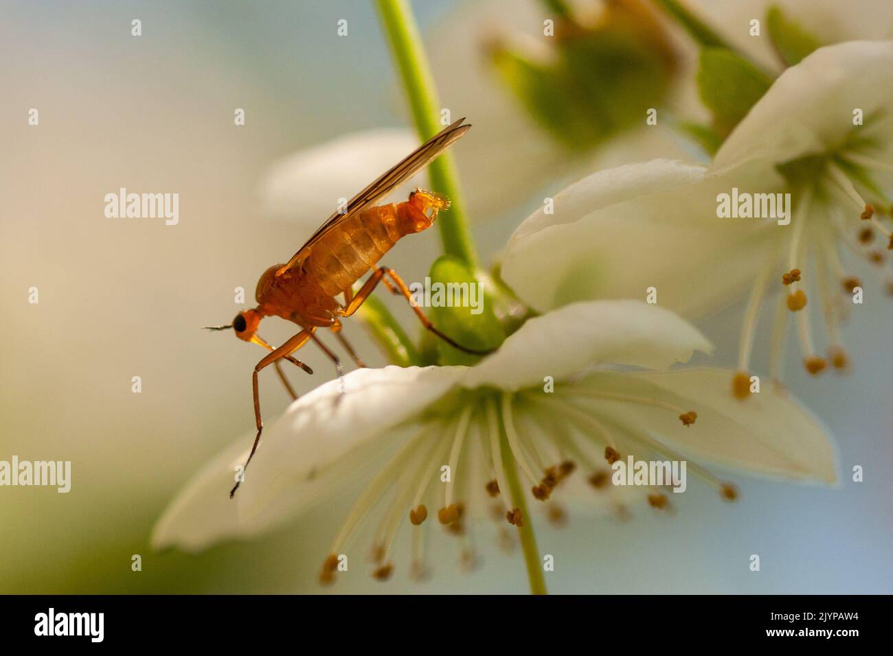 Nahaufnahme einer Mücke auf einer Blume Stockfoto