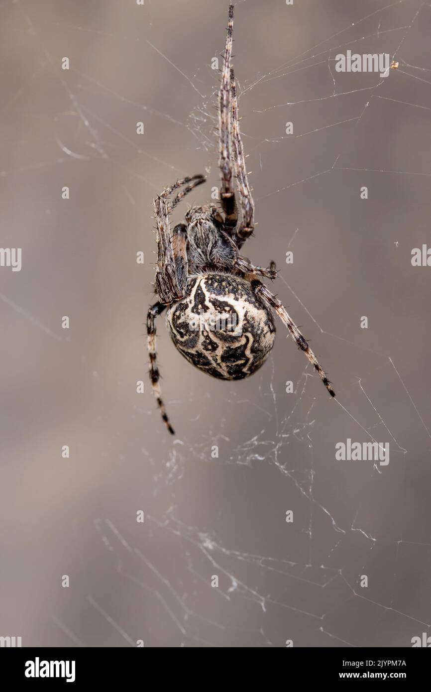 Brückenspinne (Larinioides sclopetarius) weiblich, Gard, Frankreich Stockfoto