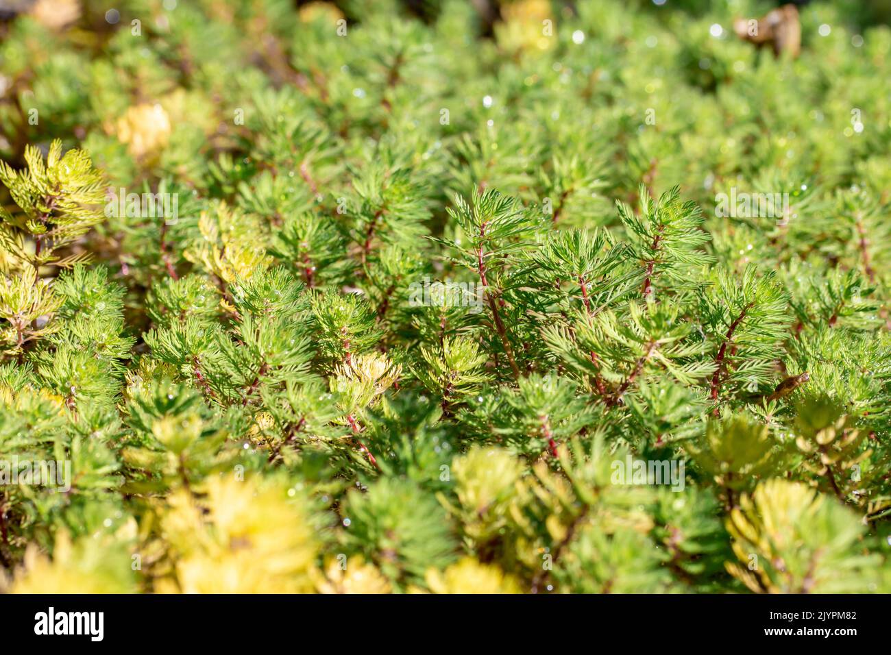 Papageienfeder tausendblatt myriophyllum aquaticum Fotos und