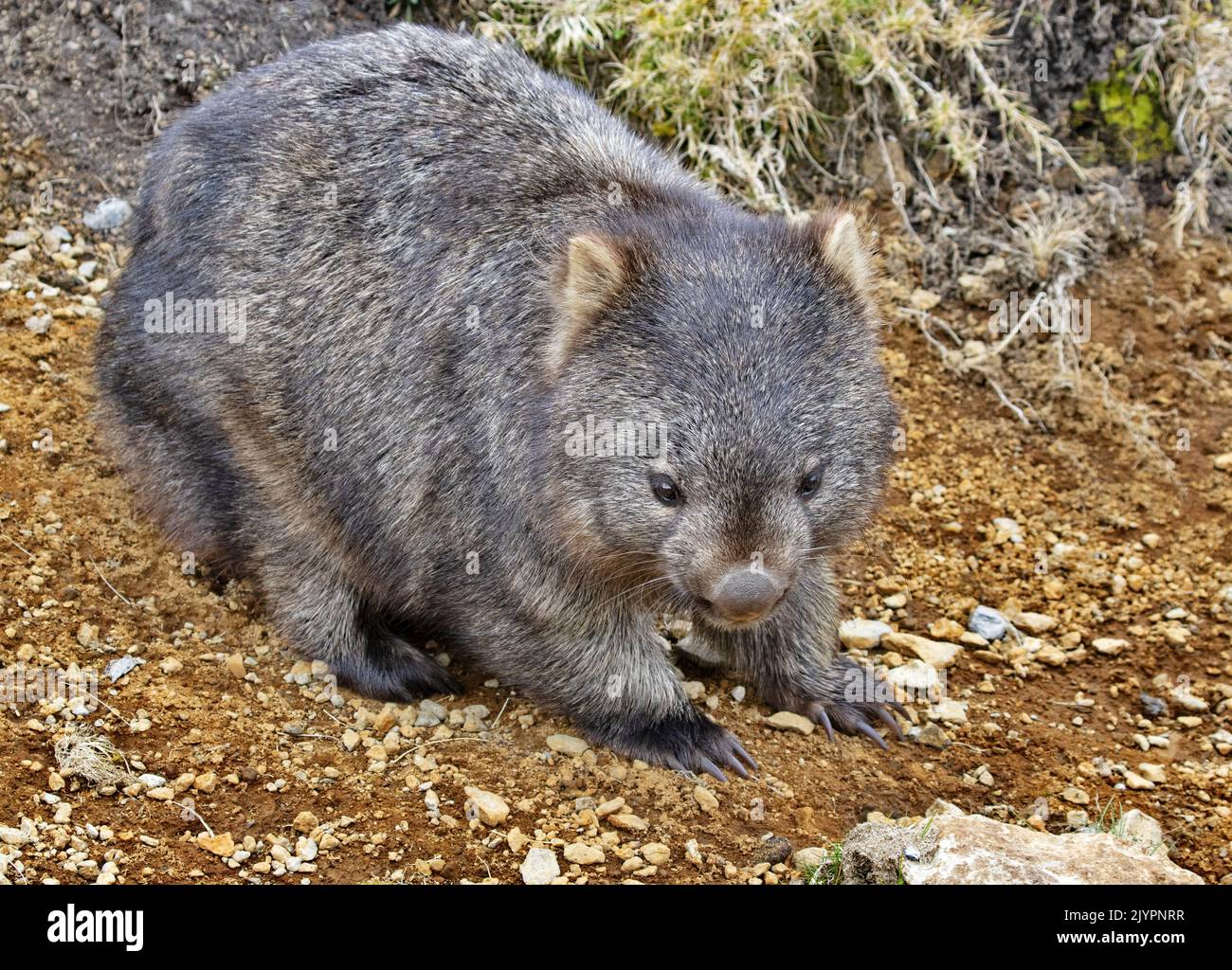 Der süße Wombat, der in Australien beheimatet ist, überquert den Straßenhang in der Nähe des Cradle Mountain National Park in Tasmanien Stockfoto