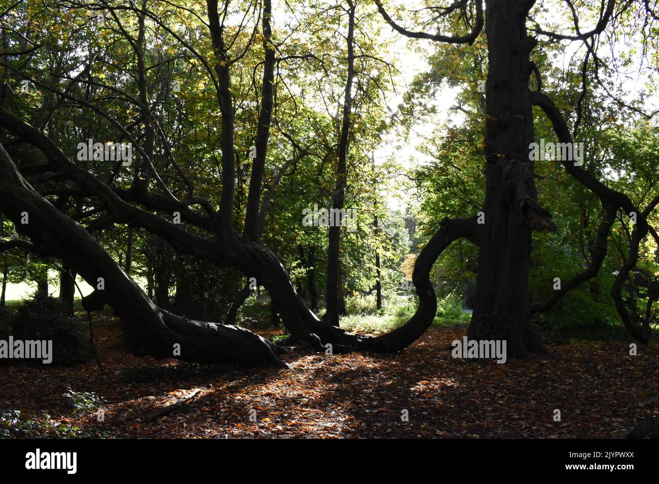 Bäume im Kilkenny Castle Park, Kilkenny, Irland Stockfoto