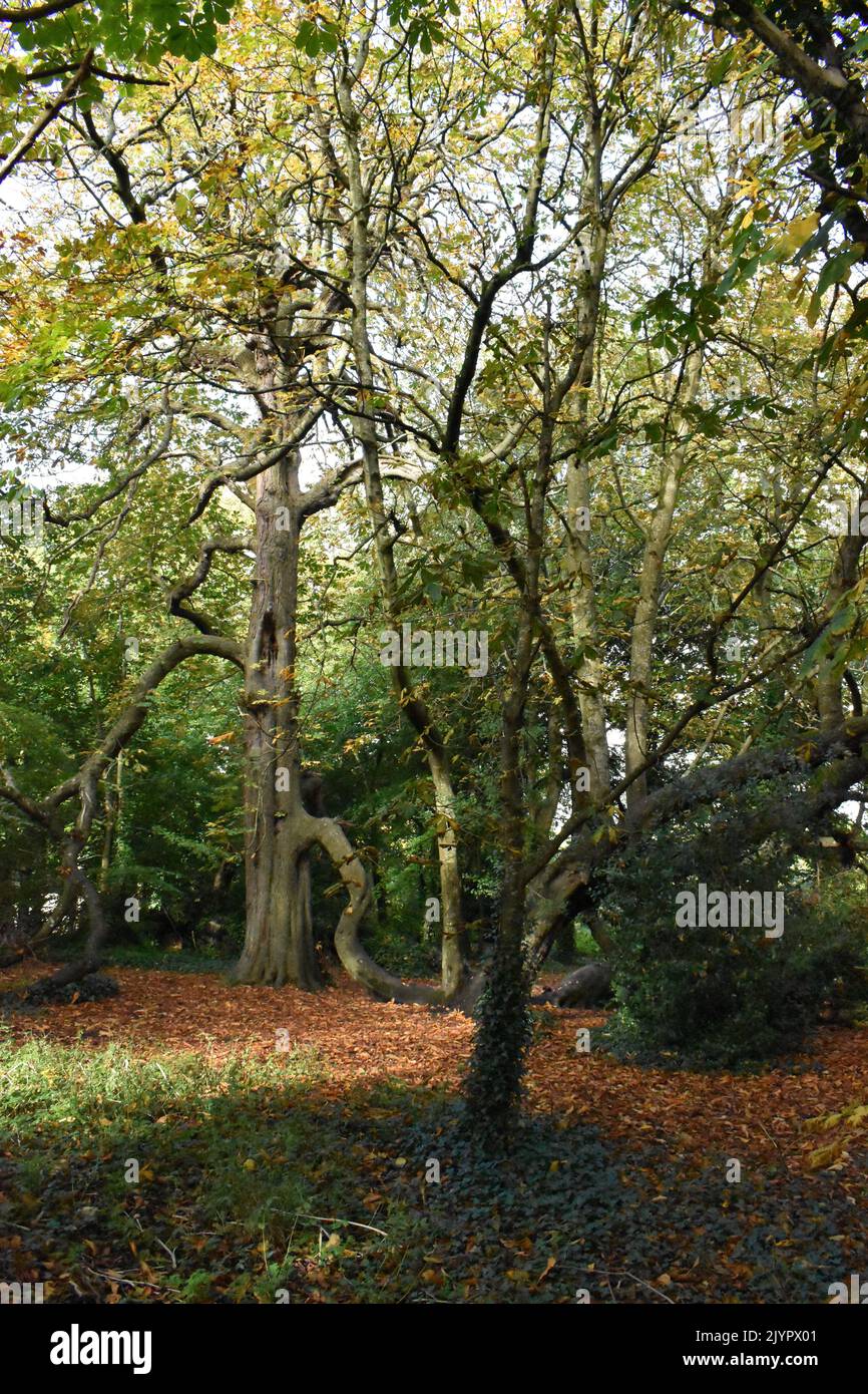 Bäume im Kilkenny Castle Park, Kilkenny, Irland Stockfoto