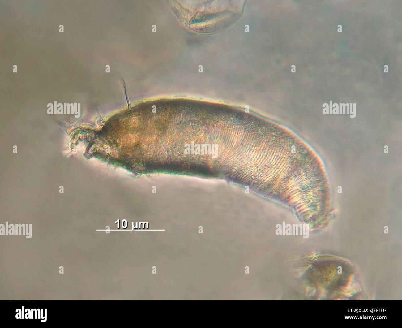Colomerus vitis (Pagenstecher, 1857) Eine Art der Familie Eriophyidae. Diese Milben sind mikroskopisch groß. Der auf diesem Foto ist nur 43 µm (1/2 Millimeter) groß und daher ohne optische Geräte wie ein Mikroskop völlig unsichtbar. Die Colomier Milben leben auf der Unterseite der Weinblätter, wo ihre Bisse aufgrund der Bildung zahlreicher Filamente eine Reaktion der Pflanze in Form von Blasen verursachen. Die Milben leben mitten in diesen Filamenten und sind fast unsichtbar. Diese Krankheit wird als Weinrebenerinose bezeichnet. Stockfoto