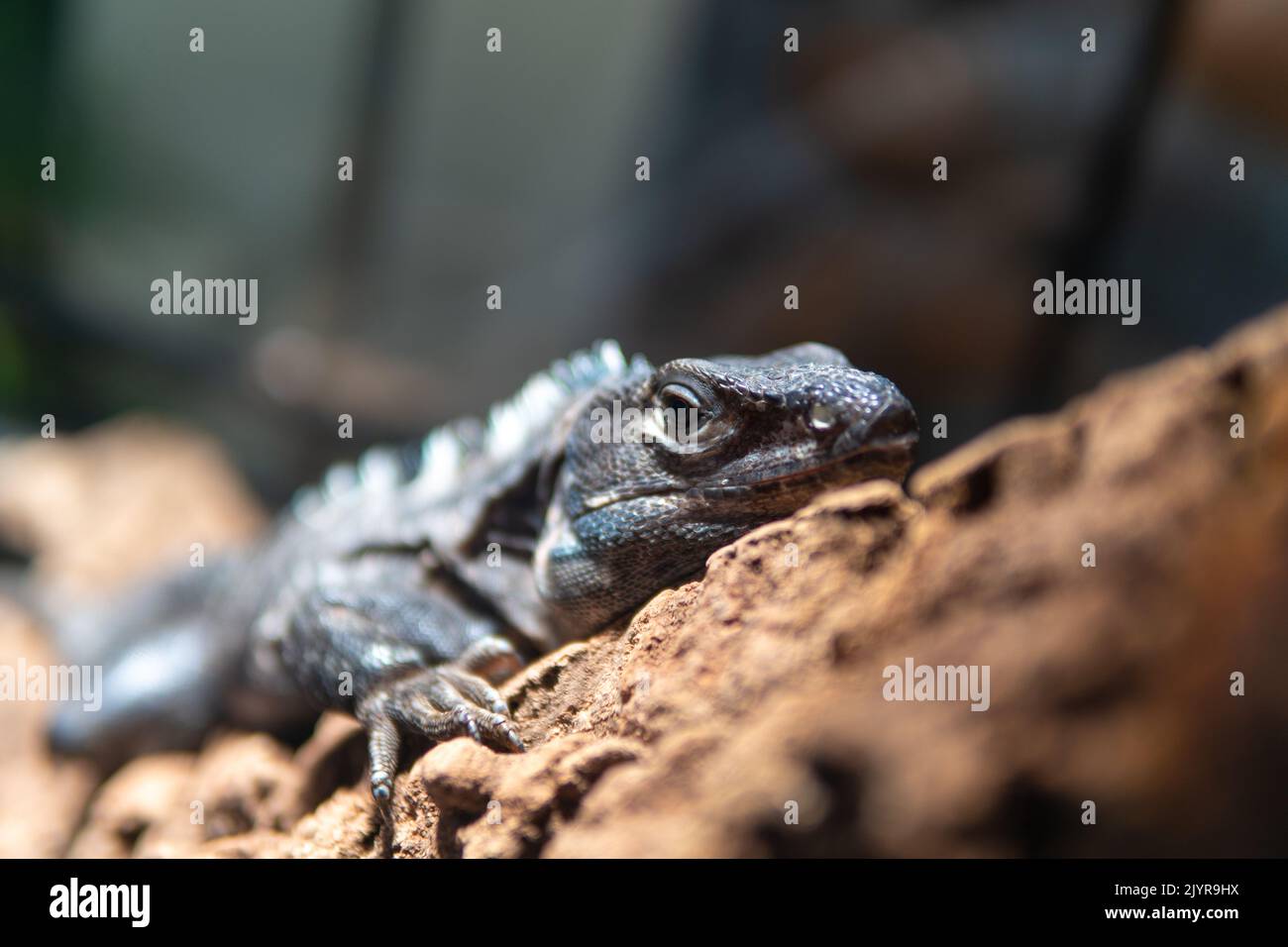 Tier Reptil wild Eidechse Hintergrund Natur Tierwelt isoliert Raubtier, aus exotischen tropischen in Kreatur für Gecko Wissenschaft, Drachenkopf. Design Stockfoto