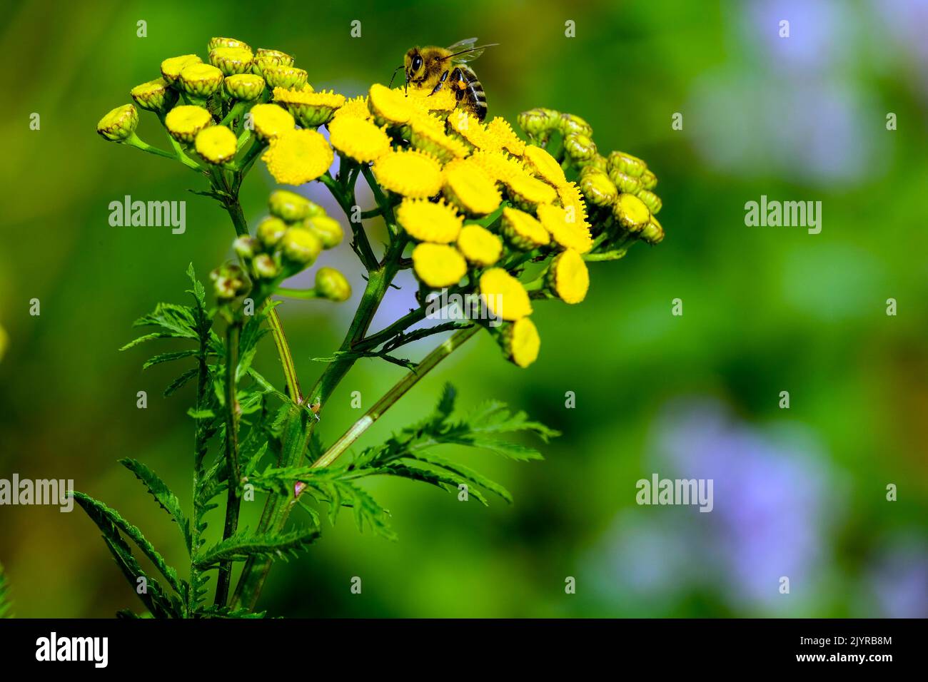 DEU, Deutschland, Nordrhein-Westfalen, Ruhrgebiet, Essen, 07.09.2022: Honigbiene auf den Blüten des Rainfarns am Ufer der Ruhr in Essen Stockfoto