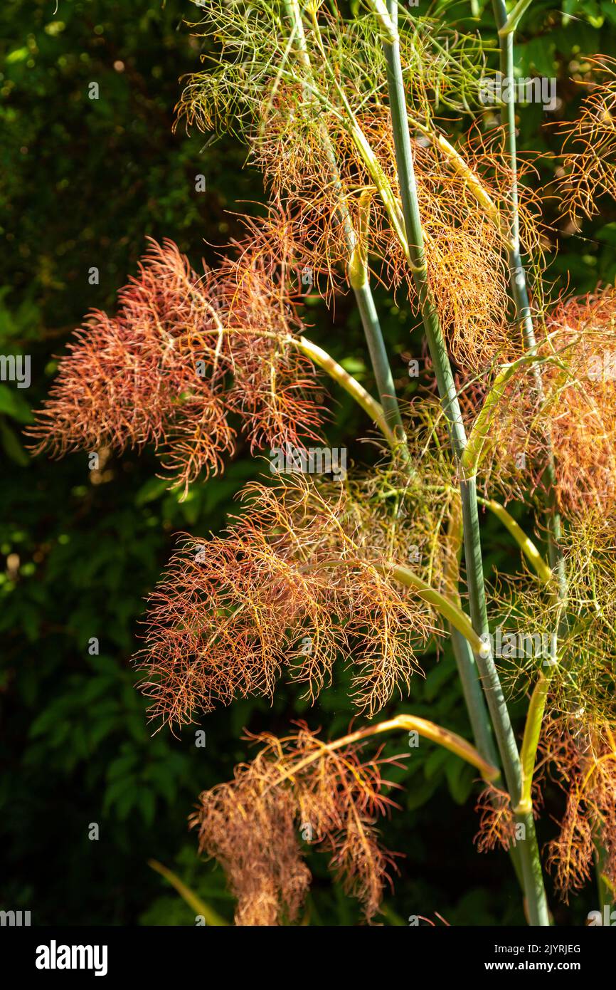 Foeniculum Vulgare 'Purpureum' Bronze Fenchel fangen im Abendlicht. Stockfoto