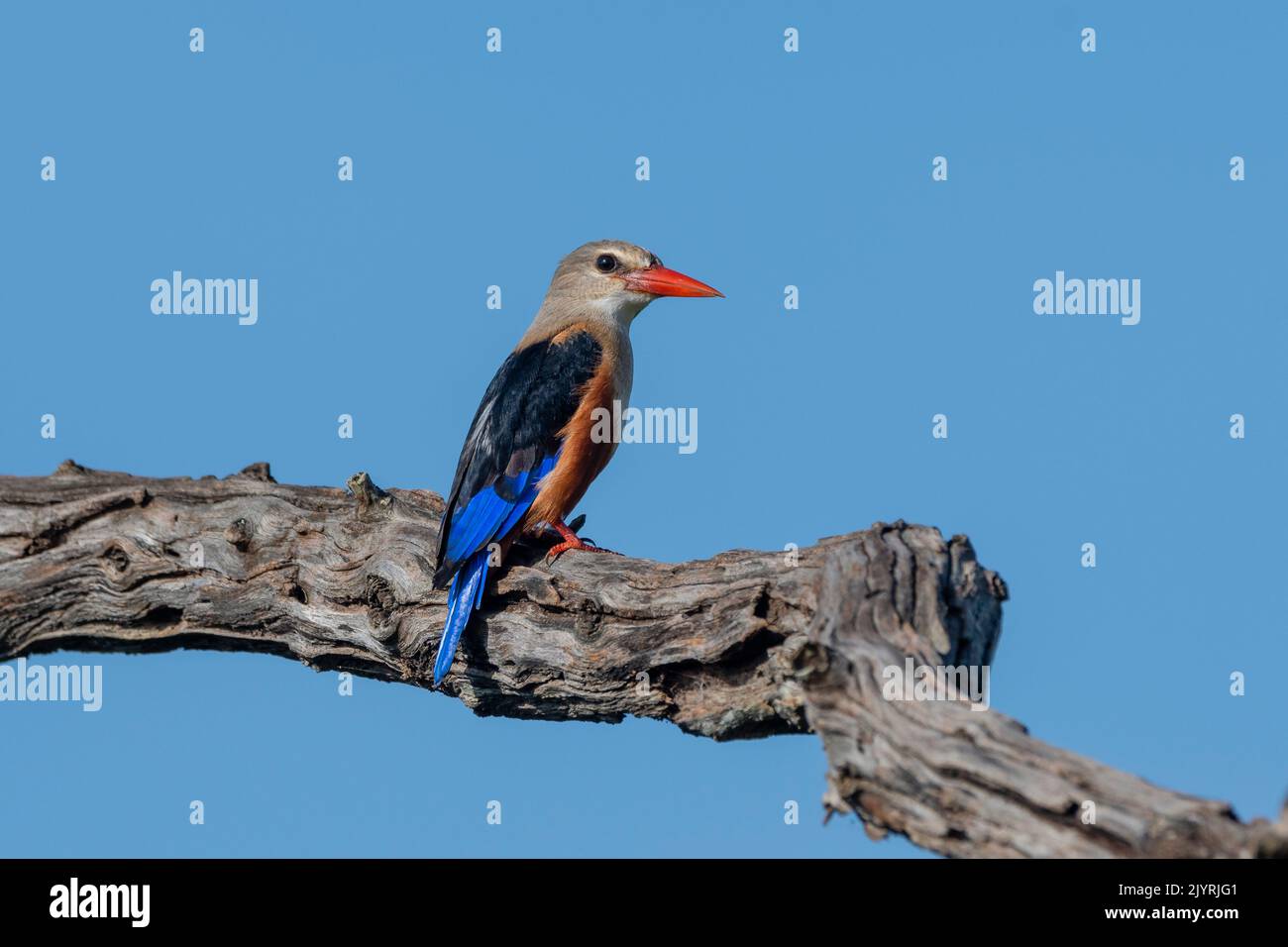 Graukopfeisvögel (Halcyon leucocephala), Lualenyi, Tsavo Conservation Area, Kenia. Stockfoto