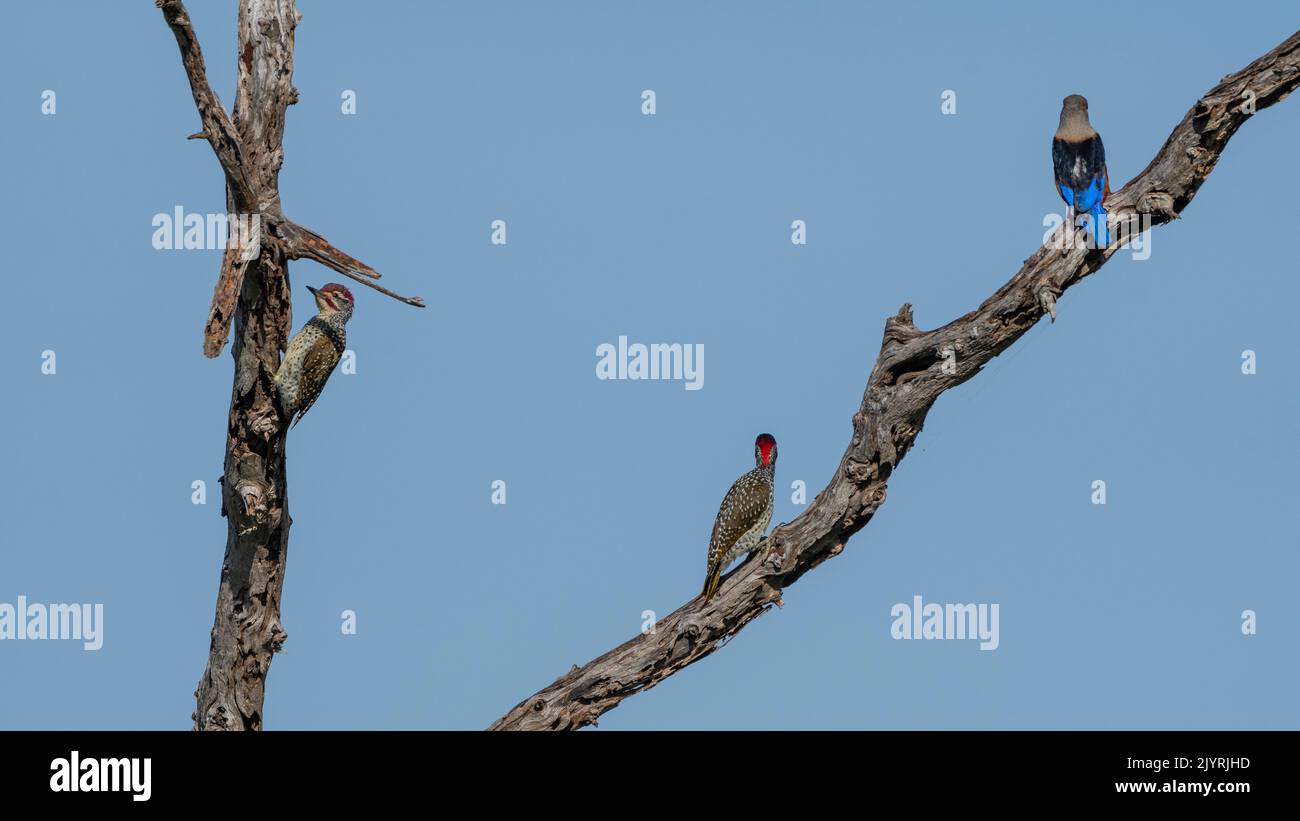 Graukopfeisvögel (Halcyon leucocephala) und Nubischer Specht (Campethera nubica), Lualenyi, Tsavo Conservation Area, Kenia. Stockfoto