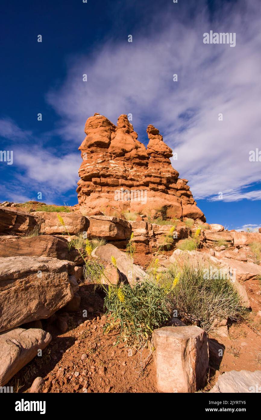 Die gelbe Prinz-Klume blüht vor einer Entrada-Sandsteinfelsen-Formation im Arches National Park, Moab, Utah. Stockfoto