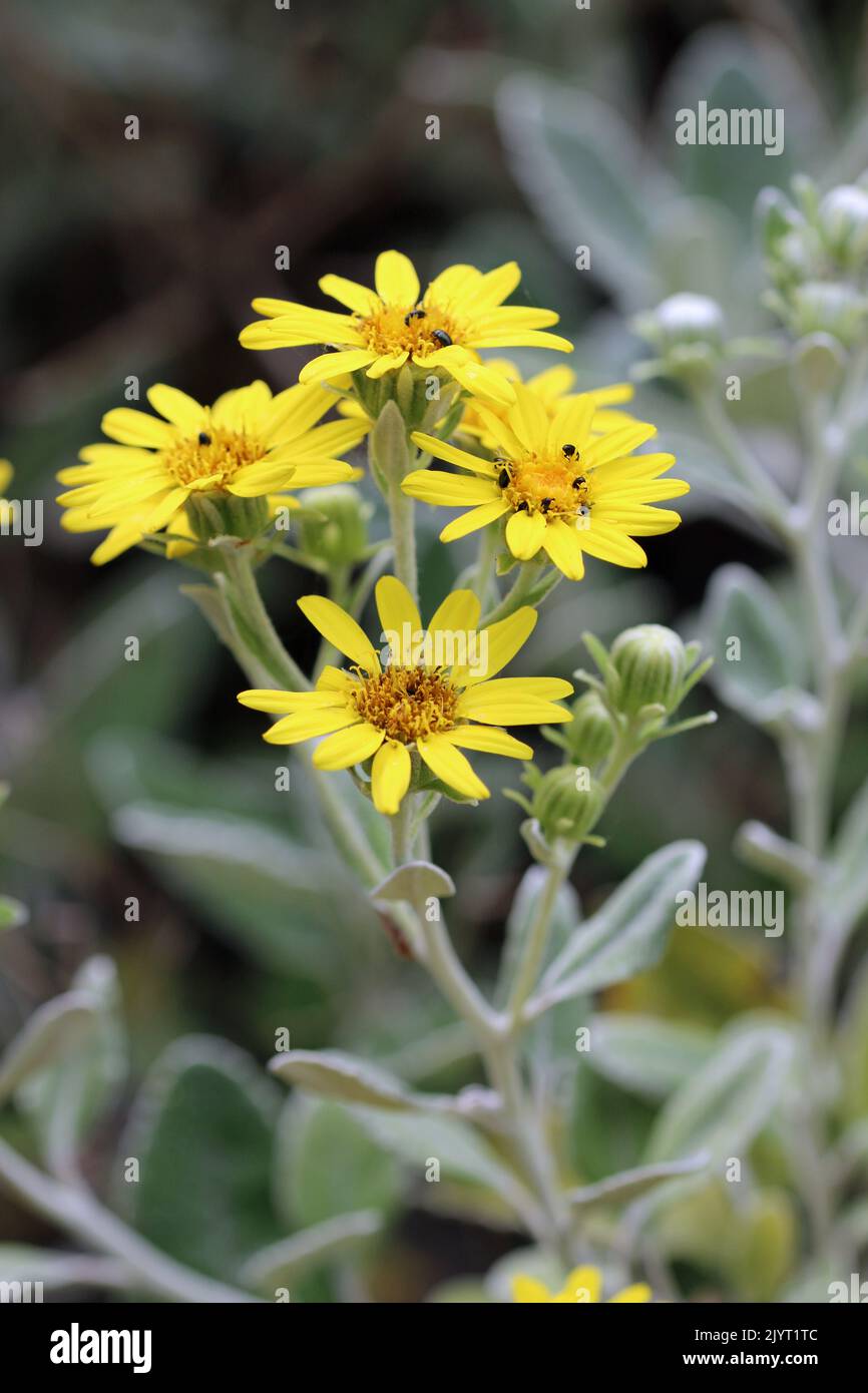 Gelbe Senecio-Gänseblümchen, unbekannter Art und Sorte, Blüten mit grauen Blättern und Fütterung Pollenkäfer mit einem verschwommenen Hintergrund von Blättern. Stockfoto