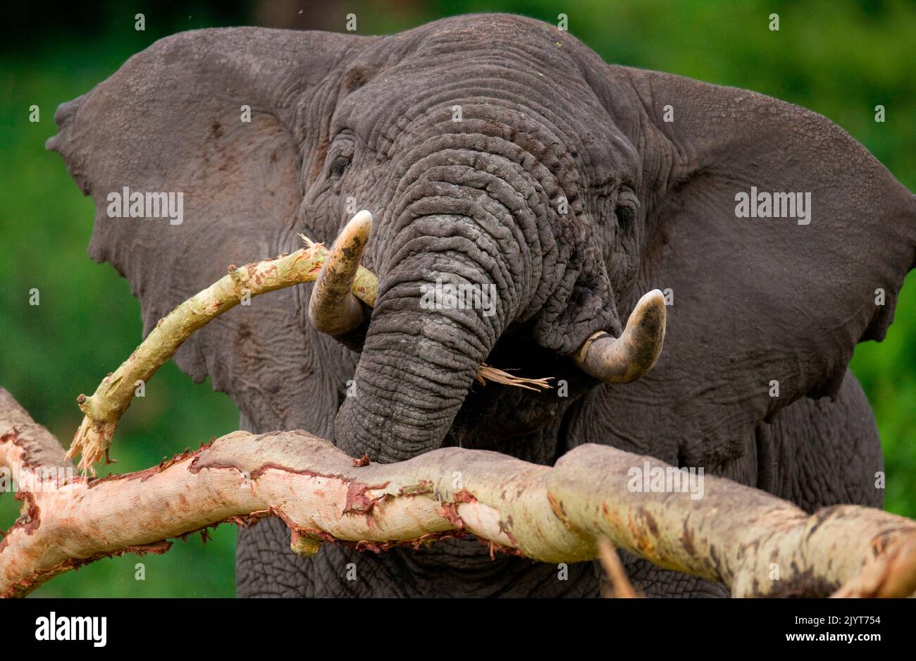 Der große Elefant (Loxodonta africana) bricht einen Baum. Afrika. Kenia. Tansania. Serengeti. Maasai Mara. Stockfoto