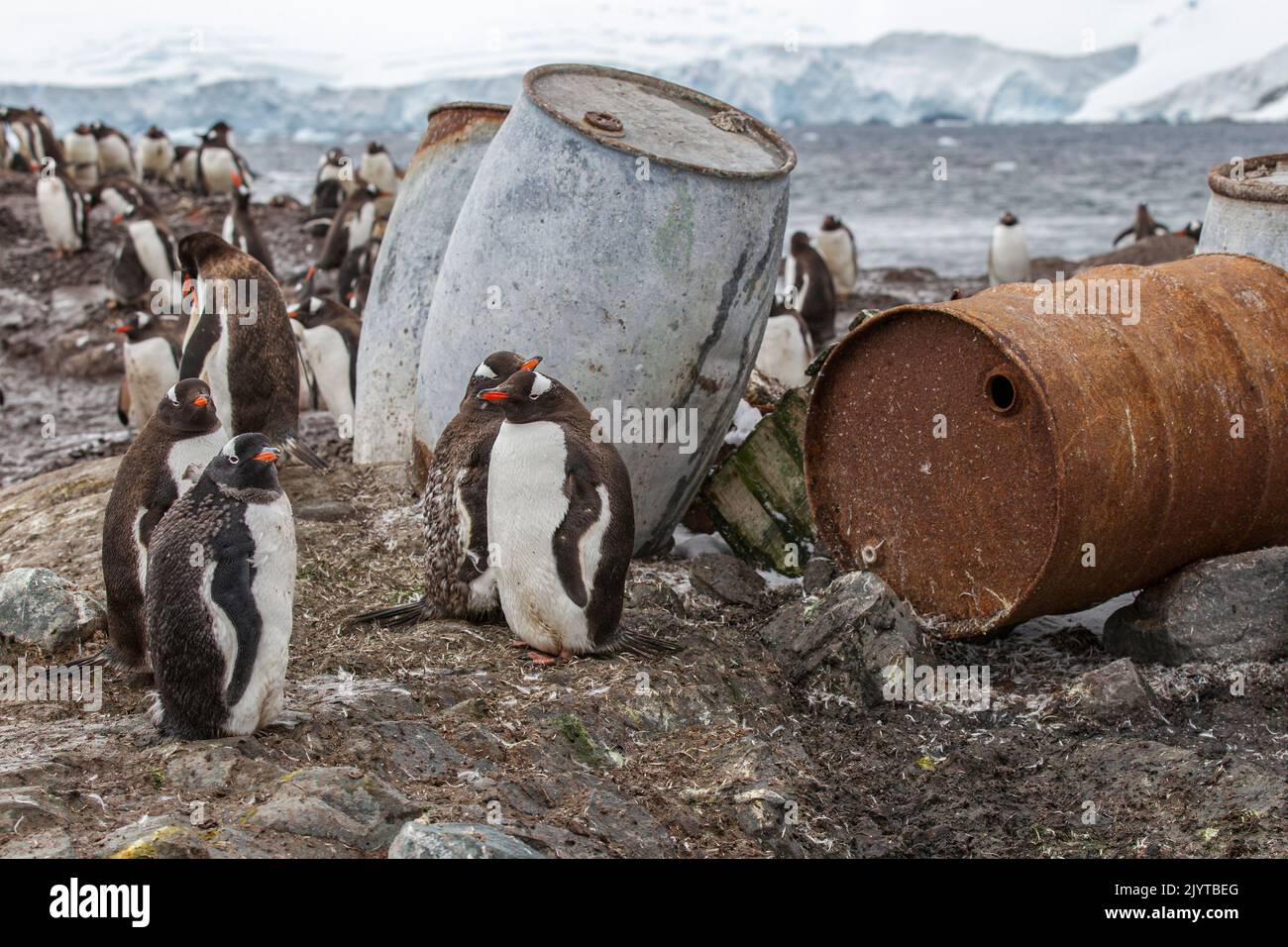 Gentoo-Pinguin (Pygoscelis papua) Erwachsene und mausende Küken zwischen alten Ölfässern. Almirante Brown-Station im Hafen von Neko in Paradise Bay, Antarktische Halbinsel, Antarktis Stockfoto