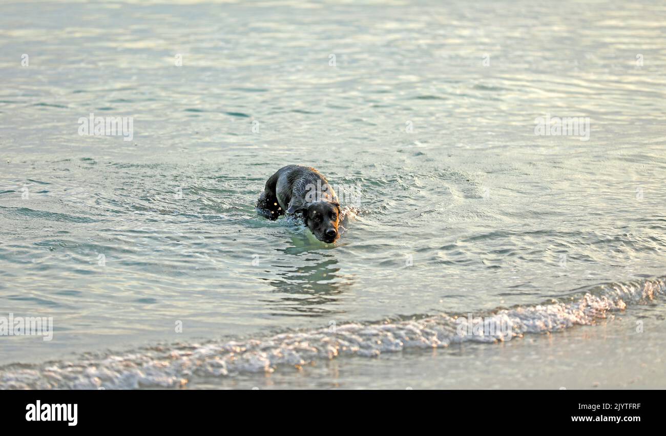 Hund am Strand und spielen im Wasser Stockfoto