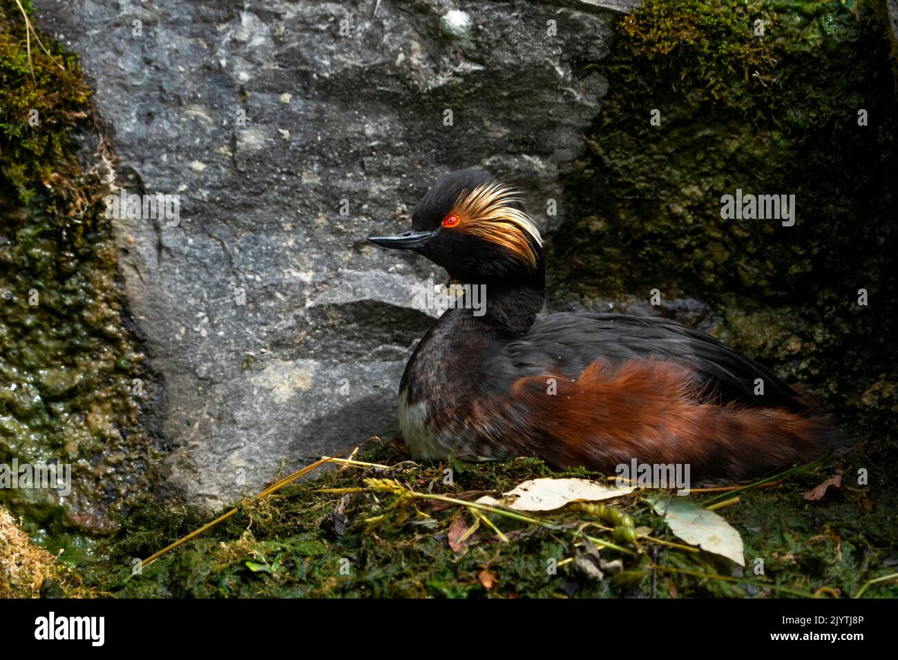 Schwarzhalsgreiher (Podiceps nigricollis) am Nest, England Stockfoto