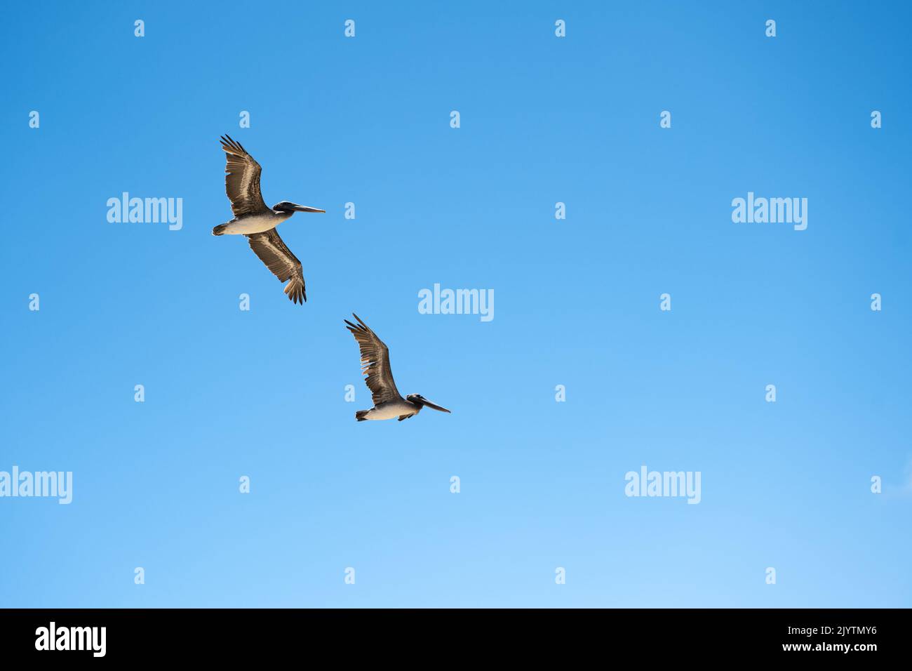 Zwei Pelikane fliegen auf ihre typische Weise durch den blauen Himmel. Stockfoto