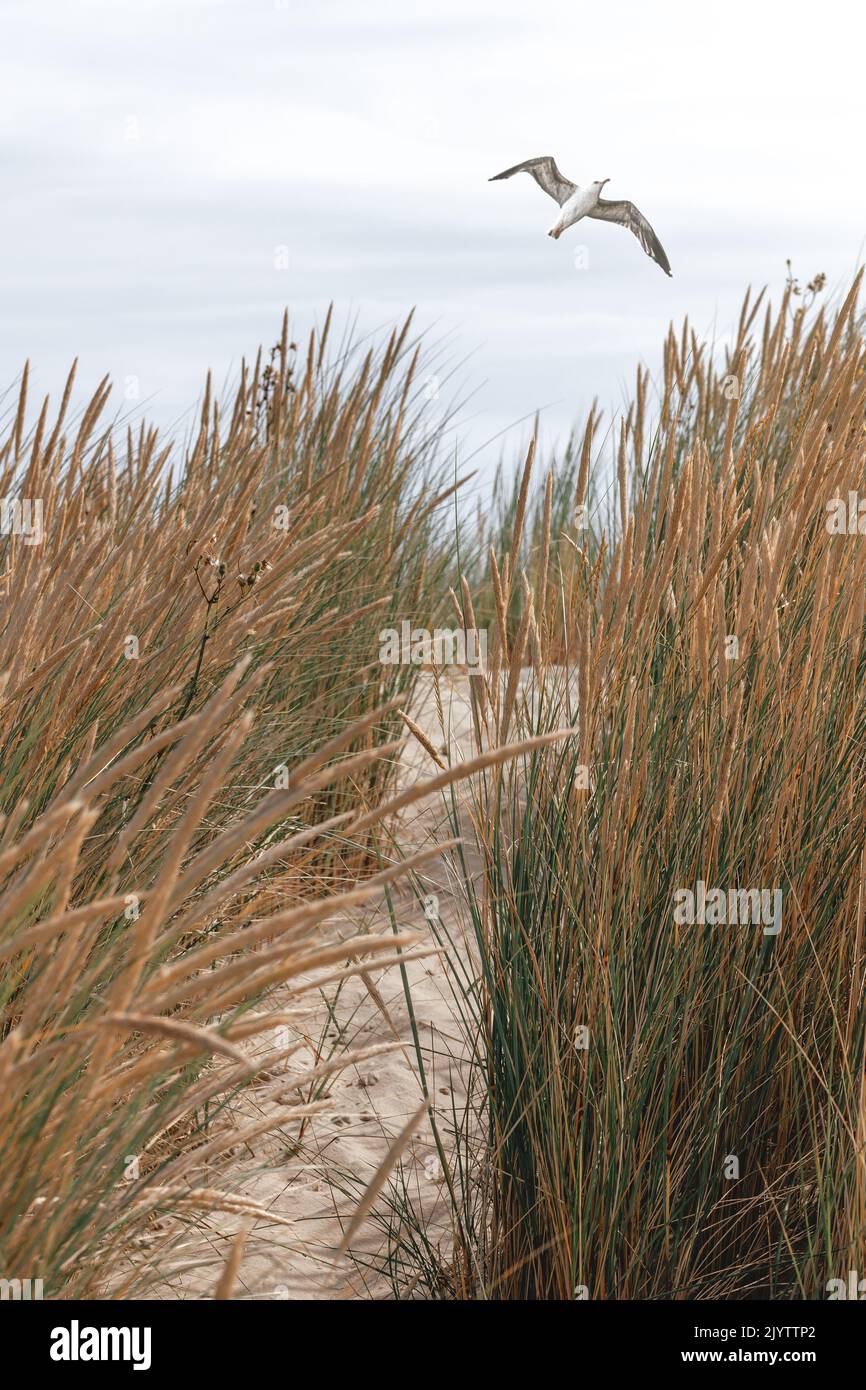 Vögel fliegen über eine wunderschöne Dünenlandschaft auf der Nordseeinsel Langeoog in Deutschland Stockfoto